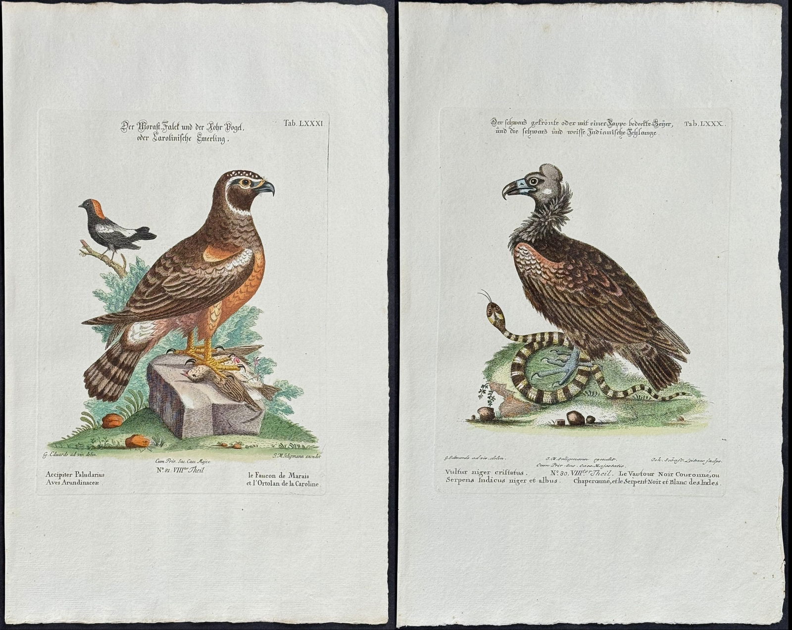 Edwards & Seligmann - 4 Bird of Prey Engravings: Johann Seligmann created this wonderful folio work featuring the art of both George Edwards and Mark Catesby. Entitled Sammlung verschiedener auslandischer und seltener Vogel, the rare work features b