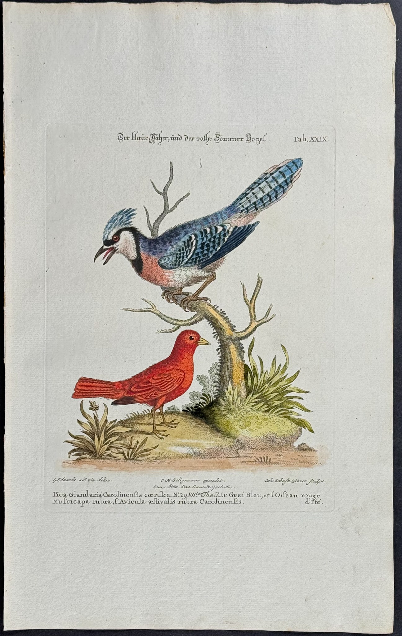 Edwards & Seligmann - Blue Jay & Summer Redbird. 29: Johann Seligmann created this wonderful folio work featuring the art of both George Edwards and Mark Catesby. Entitled Sammlung verschiedener auslandischer und seltener Vogel, the rare work features b