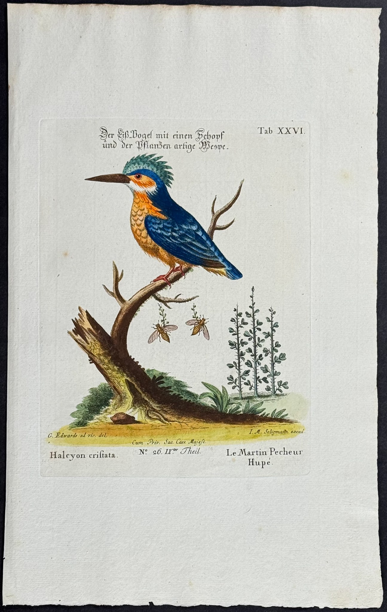 Edwards & Seligmann - Kingfisher. 26: Johann Seligmann created this wonderful folio work featuring the art of both George Edwards and Mark Catesby. Entitled Sammlung verschiedener auslandischer und seltener Vogel, the rare work features b