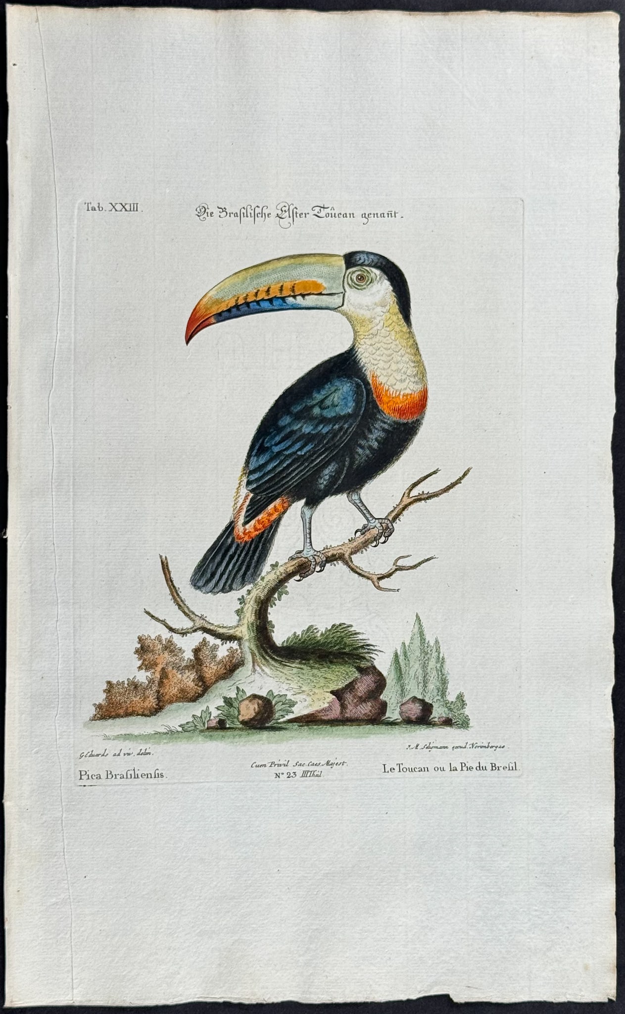 Edwards & Seligmann - Toucan. 23: Johann Seligmann created this wonderful folio work featuring the art of both George Edwards and Mark Catesby. Entitled Sammlung verschiedener auslandischer und seltener Vogel, the rare work features b