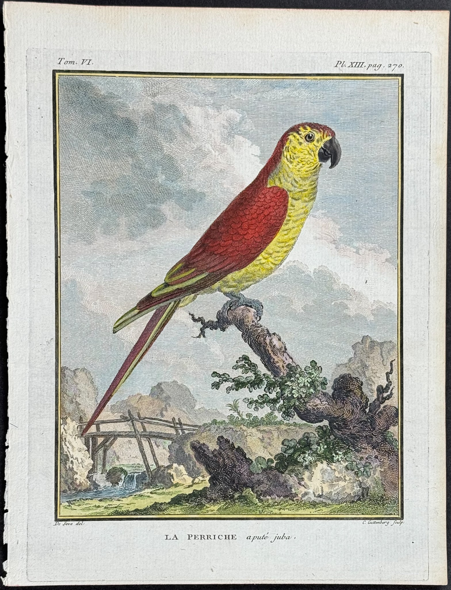 Buffon - Parrot. 13 (1 of 1)