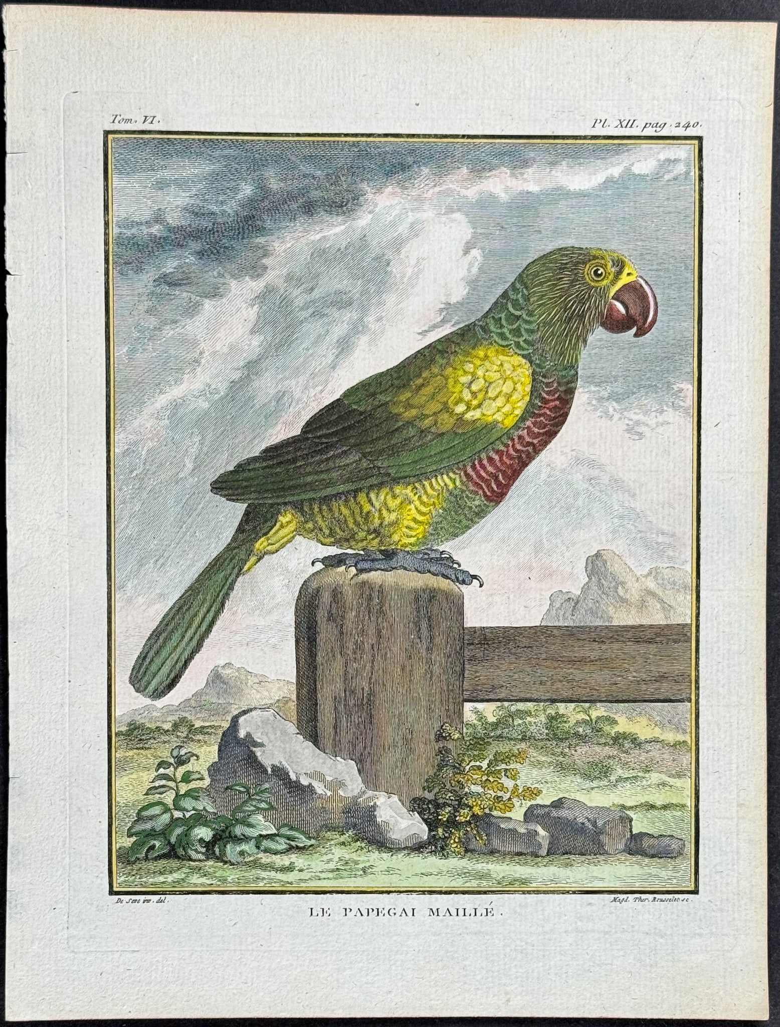 Buffon - Parrot. 12 (1 of 1)