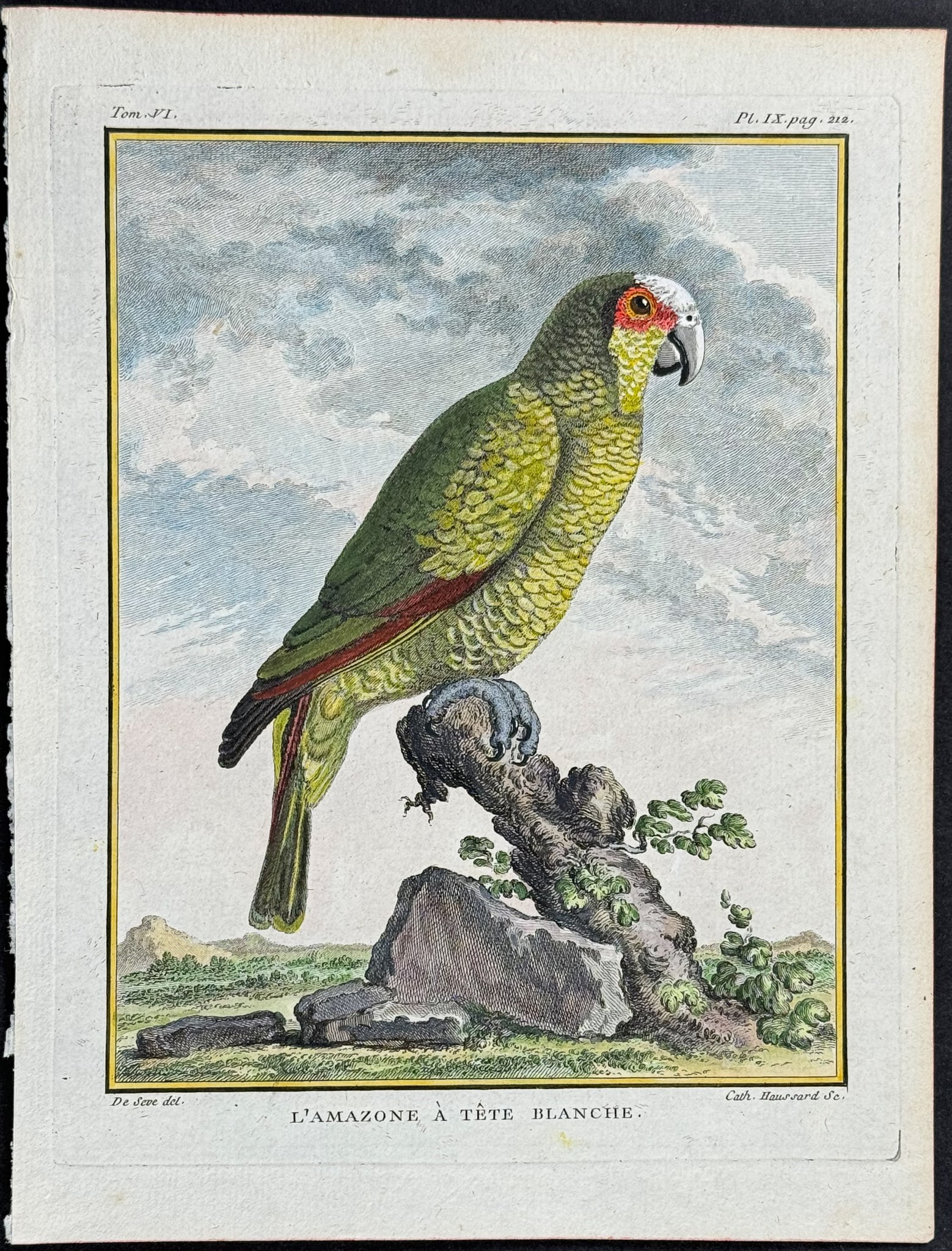 Buffon - Parrot. 9 (1 of 1)