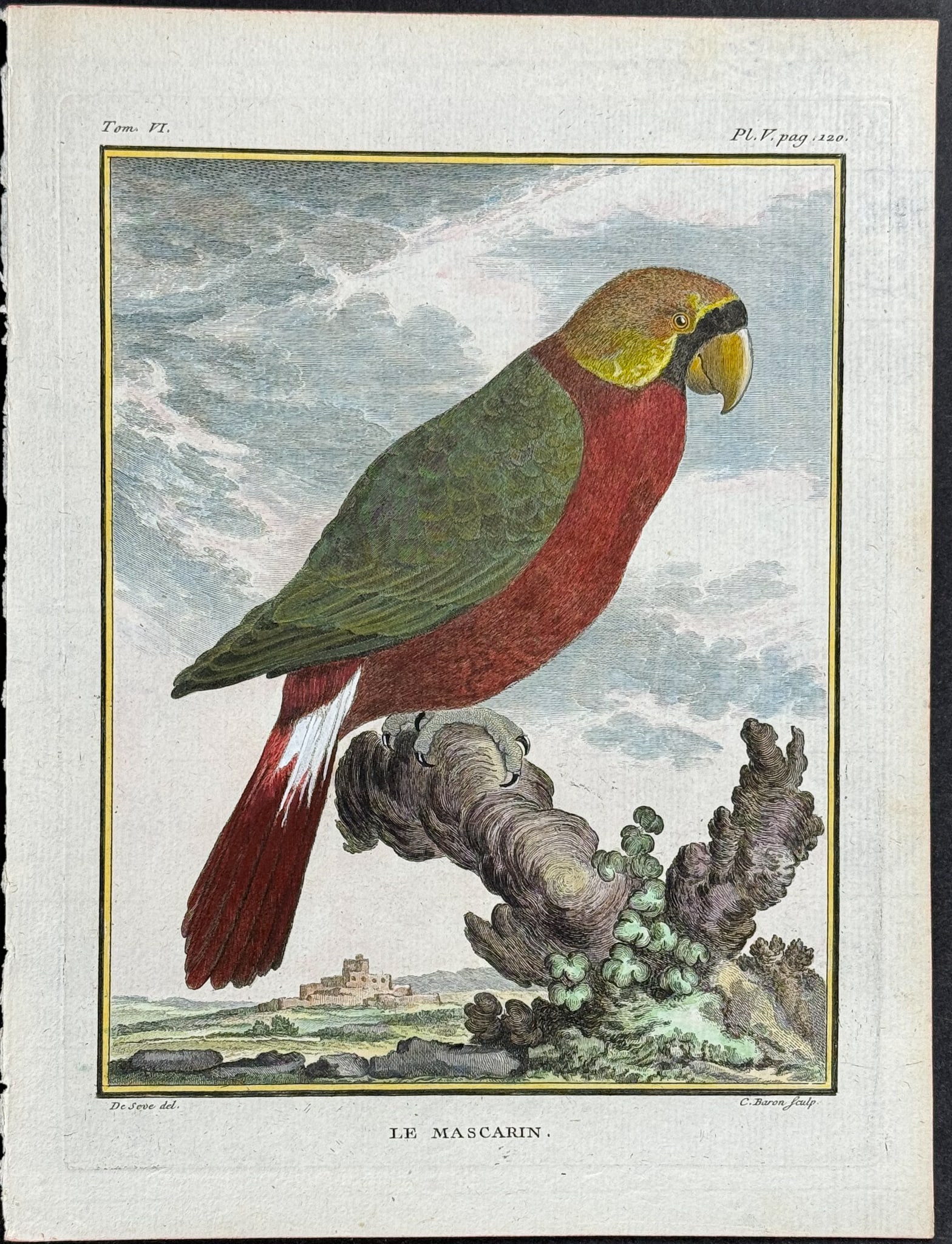 Buffon - Parrot. 5 (1 of 1)