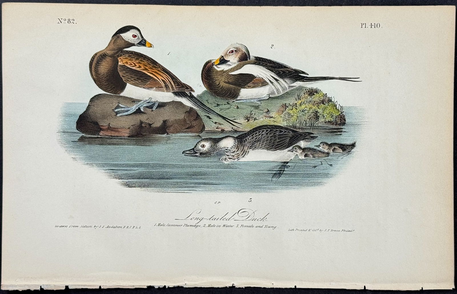Audubon - Long-tailed Duck. 410 (1 of 1)