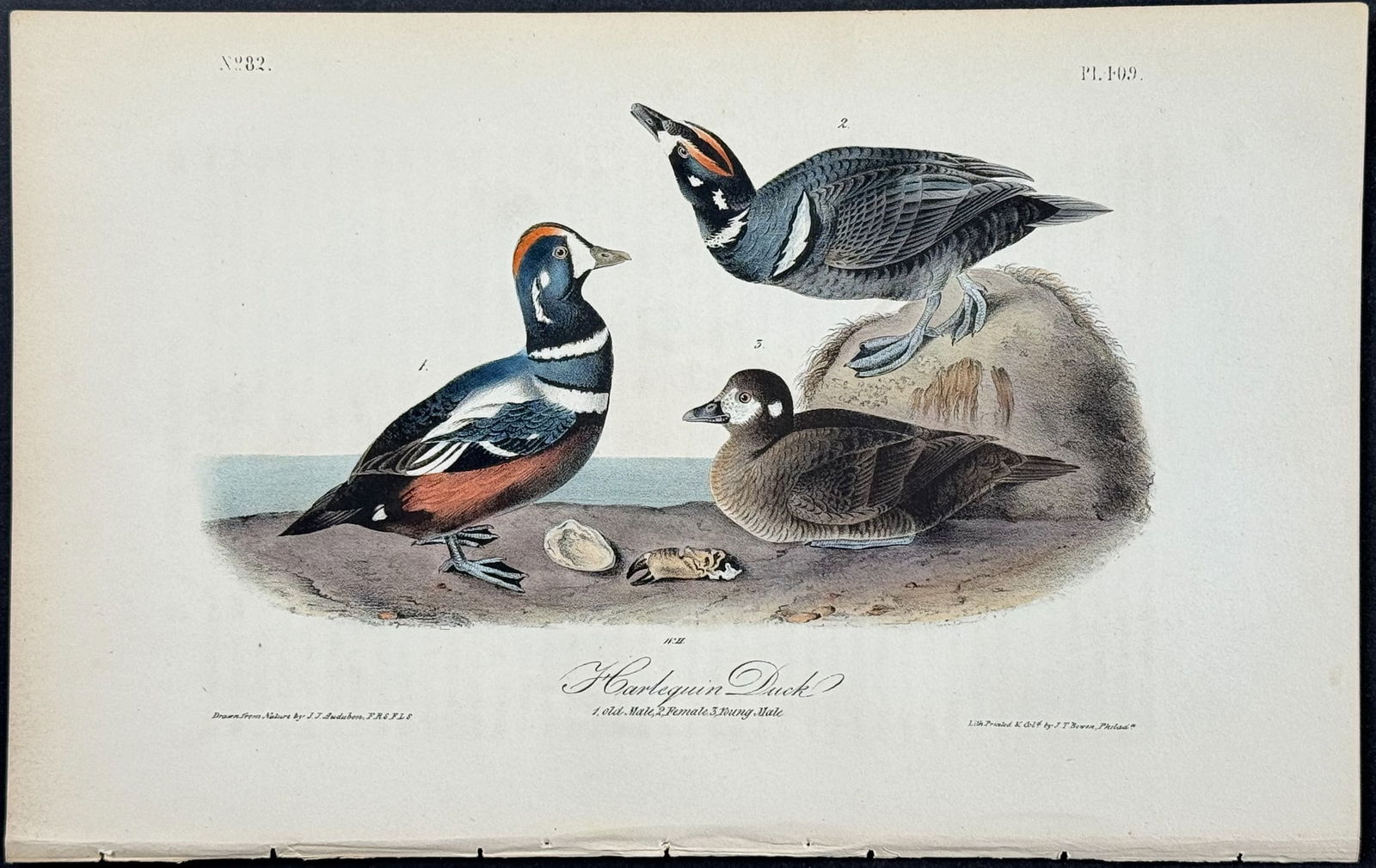 Audubon - Harlequin Duck. 409 (1 of 1)