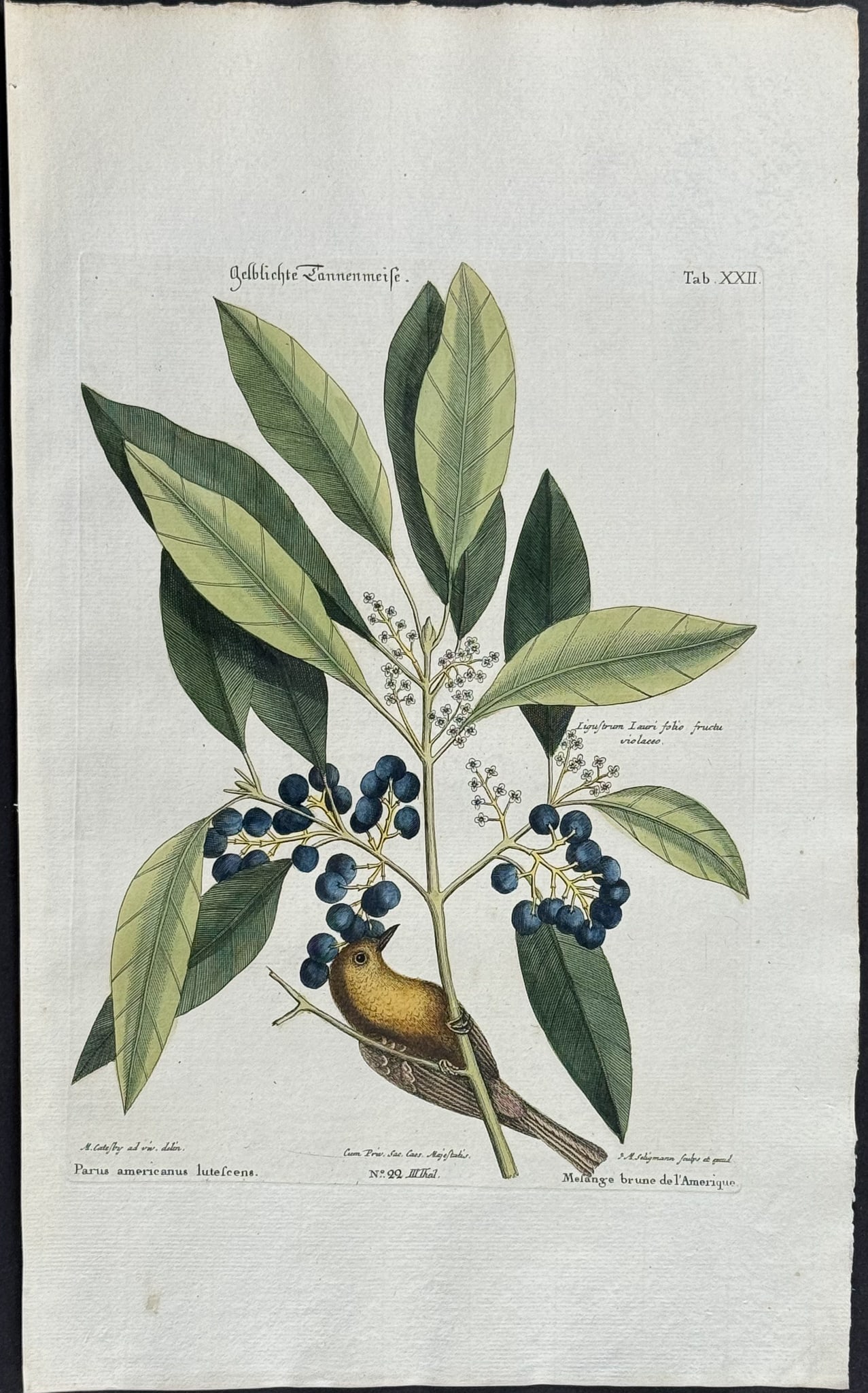 Catesby & Seligmann - Pine Creeper (Pine Warbler). 22: Johann Seligmann created this wonderful folio work featuring the art of both George Edwards and Mark Catesby. Entitled Sammlung verschiedener auslandischer und seltener Vogel, the rare work features b