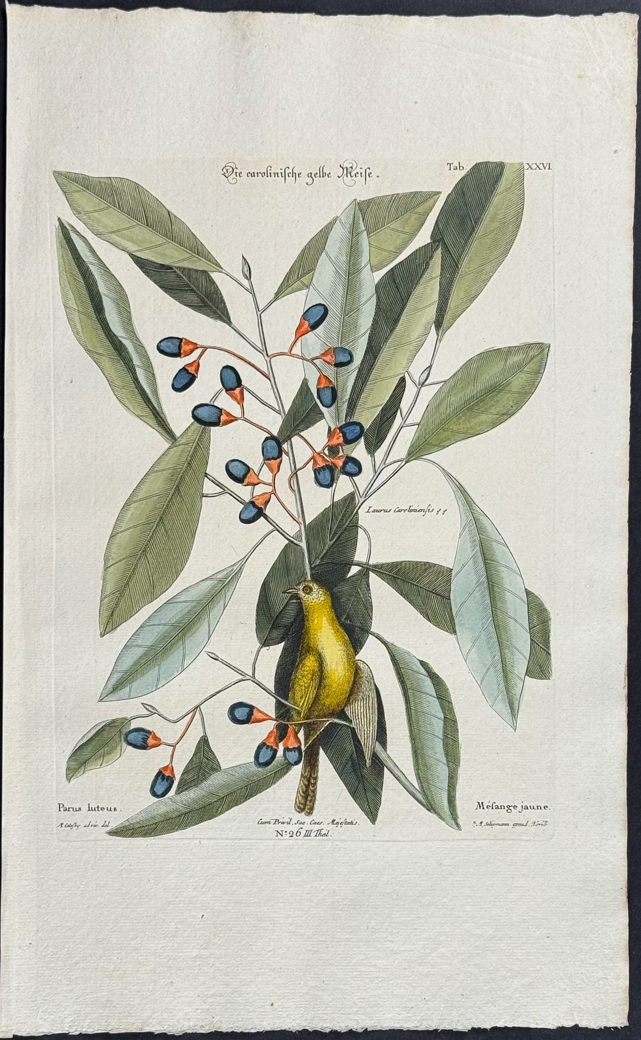 Catesby & Seligmann - Yellow Titmouse (Warbler). 26: Johann Seligmann created this wonderful folio work featuring the art of both George Edwards and Mark Catesby. Entitled Sammlung verschiedener auslandischer und seltener Vogel, the rare work features b