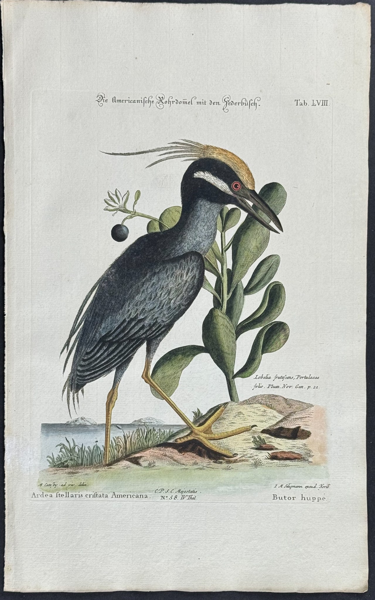 Catesby & Seligmann - Crested Bittern (Yellow-Crowned Night Heron). 58: Johann Seligmann created this wonderful folio work featuring the art of both George Edwards and Mark Catesby. Entitled Sammlung verschiedener auslandischer und seltener Vogel, the rare work features b