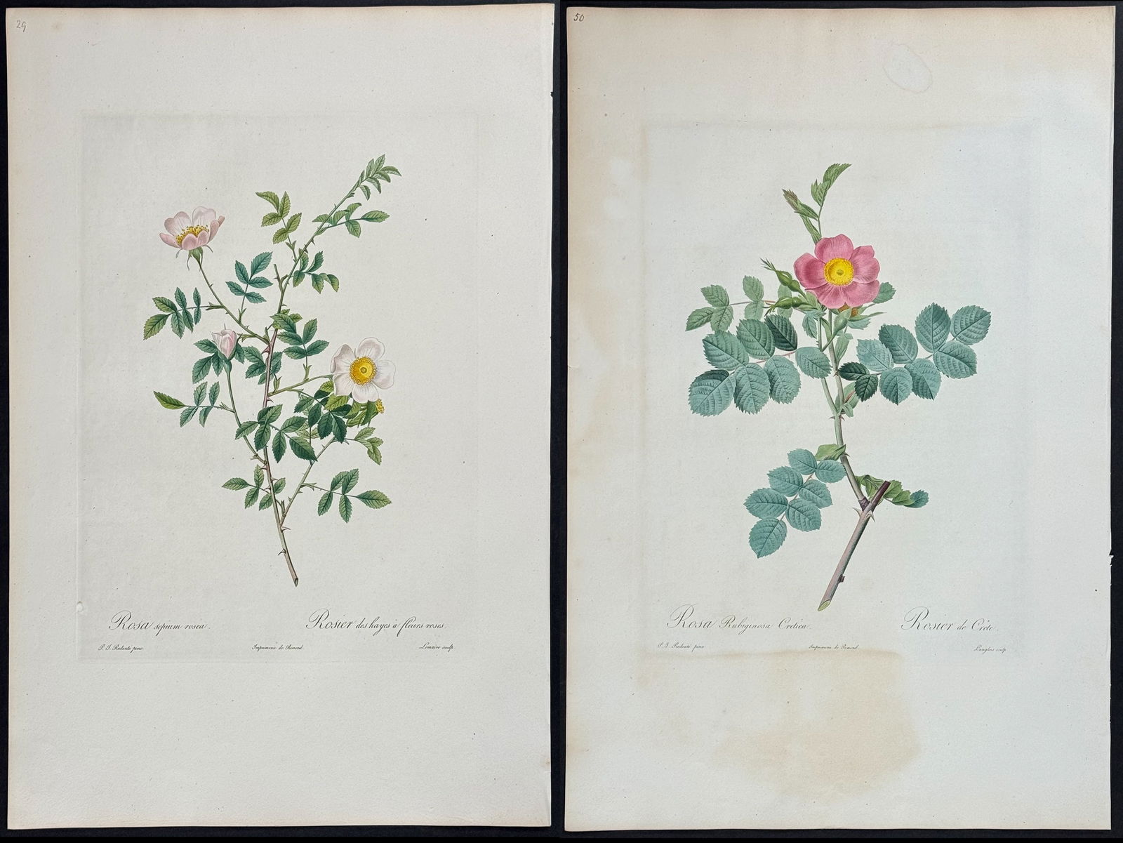 Redoute, Rare, Large Folio - 3 Rose Engravings (1 of 4)