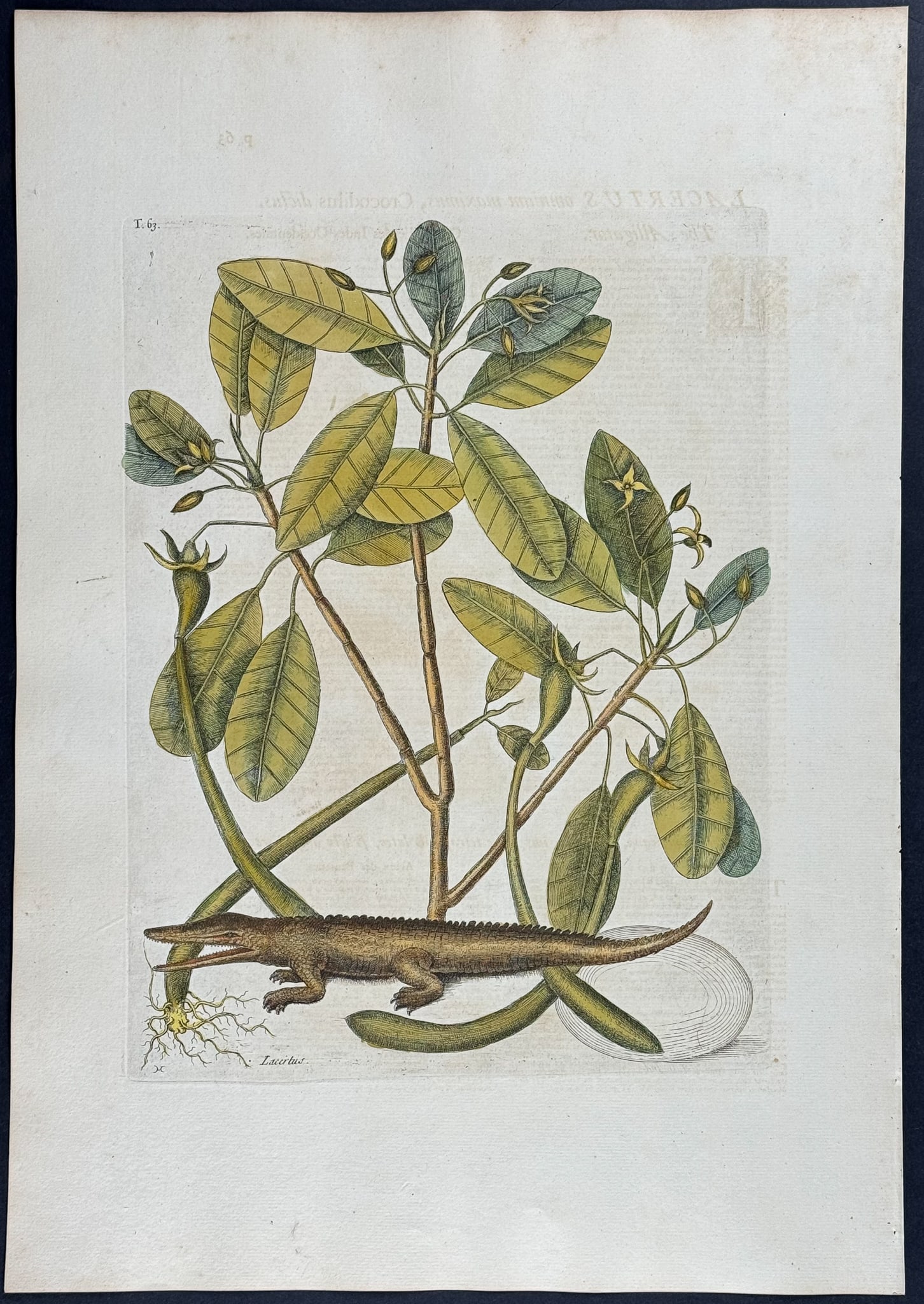 Catesby, Folio - Alligator with Mangrove Tree. 2-63: We are pleased to offer this stunning originally hand-colored engraving from Mark Catesby?s The Natural History of Carolina, Florida and the Bahama Islands: Containing the Figures of Birds, Beasts, Fi