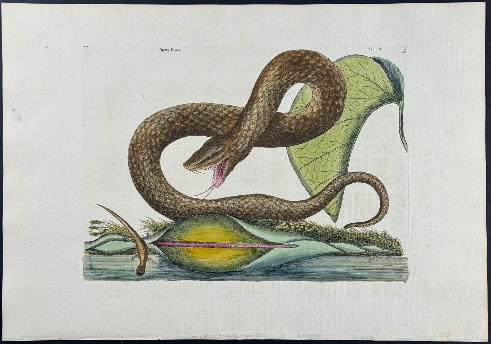 Catesby, Folio - Brown Viper with Colocasia. 2-45: We are pleased to offer this stunning originally hand-colored engraving from Mark Catesby?s The Natural History of Carolina, Florida and the Bahama Islands: Containing the Figures of Birds, Beasts, Fi