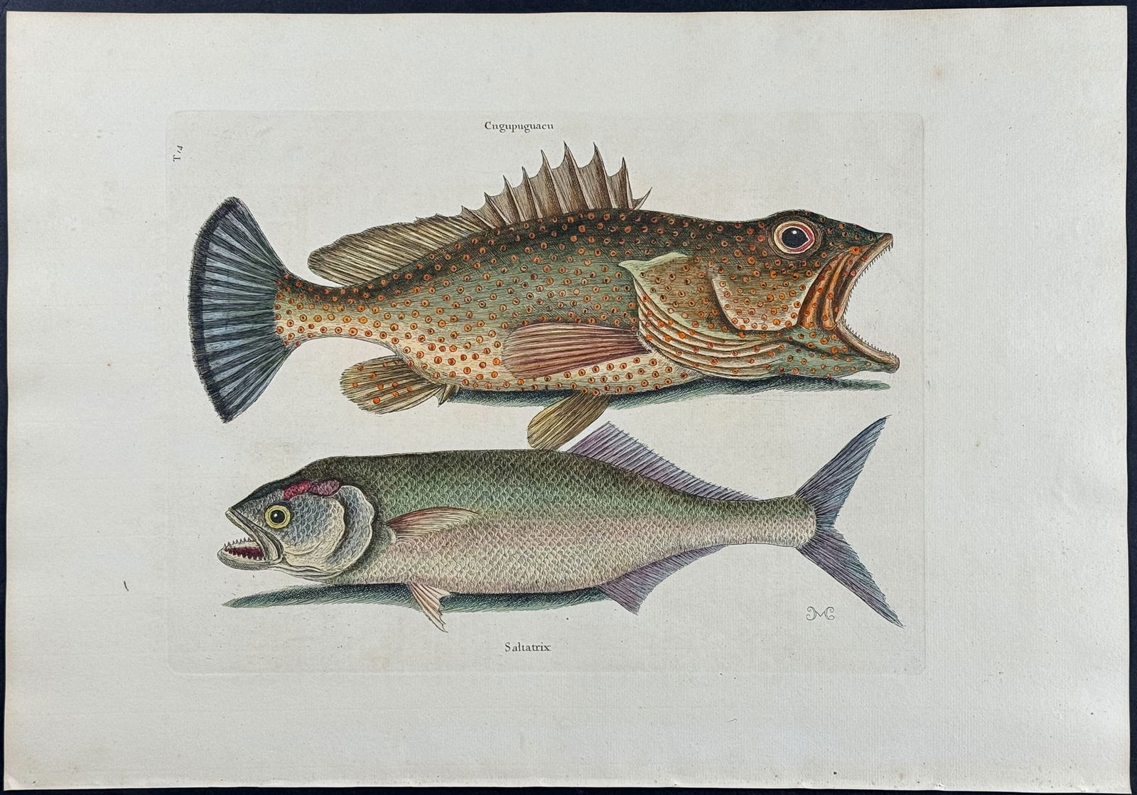 Catesby, Folio - Hind & Skipjack. 2-14: We are pleased to offer this stunning originally hand-colored engraving from Mark Catesby?s The Natural History of Carolina, Florida and the Bahama Islands: Containing the Figures of Birds, Beasts, Fi