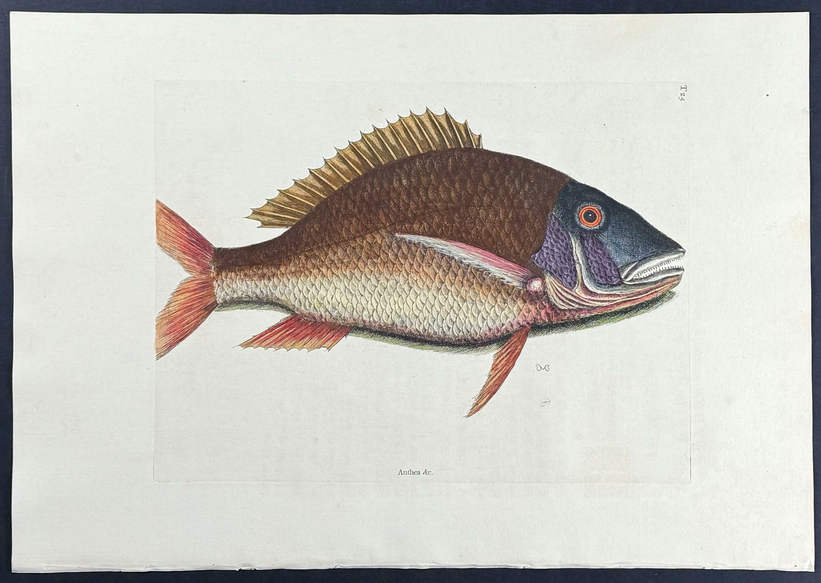 Catesby, Folio - Mutton Fish. 2-25: We are pleased to offer this stunning originally hand-colored engraving from Mark Catesby?s The Natural History of Carolina, Florida and the Bahama Islands: Containing the Figures of Birds, Beasts, Fi