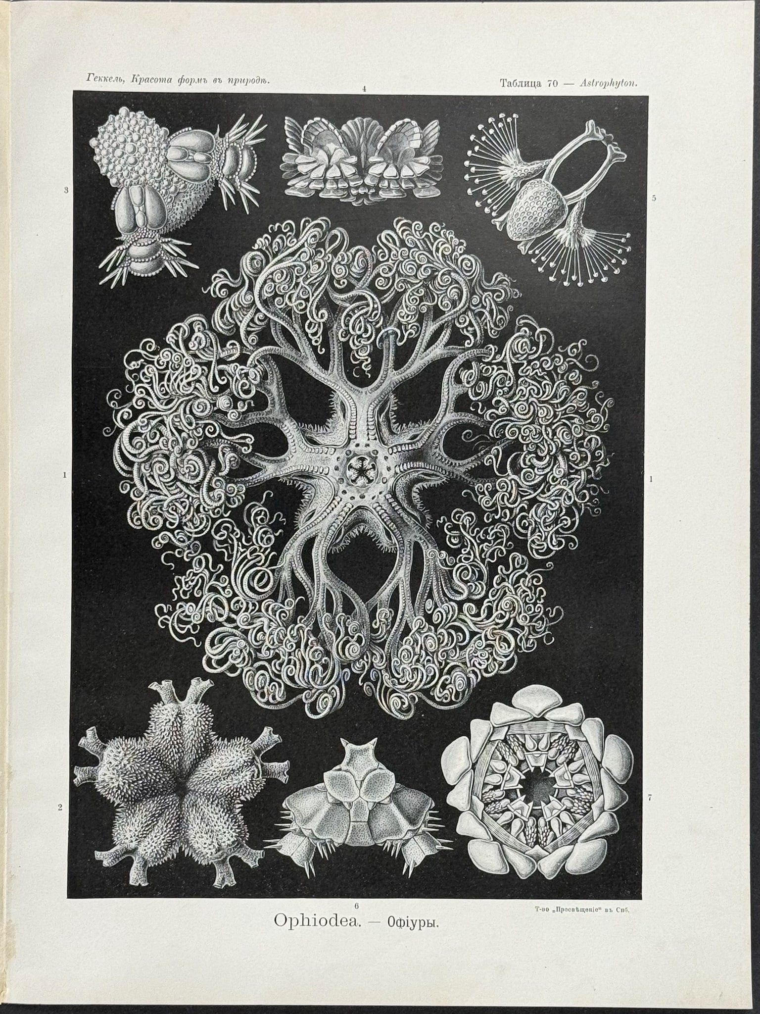 Haeckel - Brittle Star; Ophiodea. 70 (1 of 1)