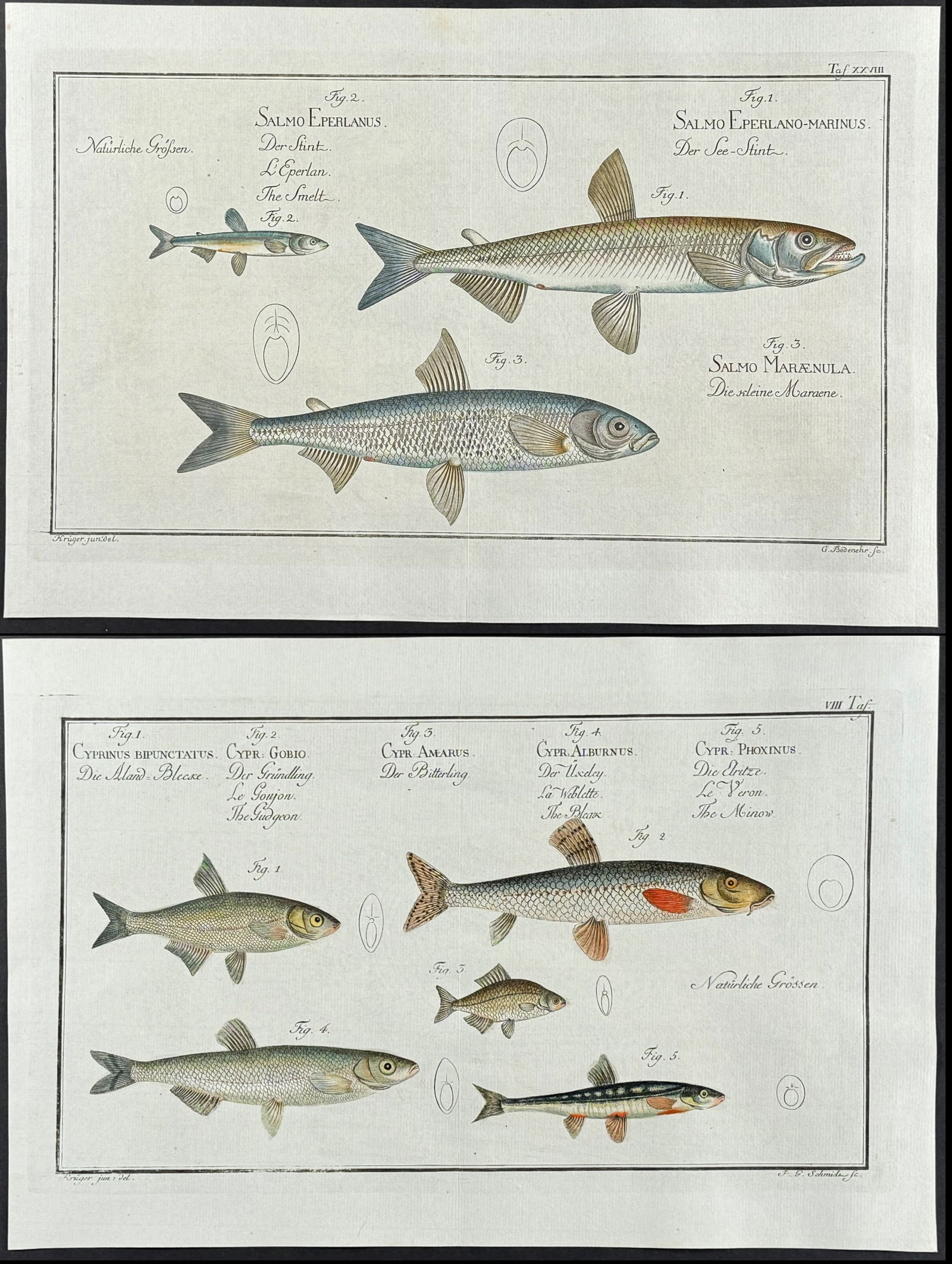 Bloch, Folio - Pair of Fish Engravings (1 of 3)