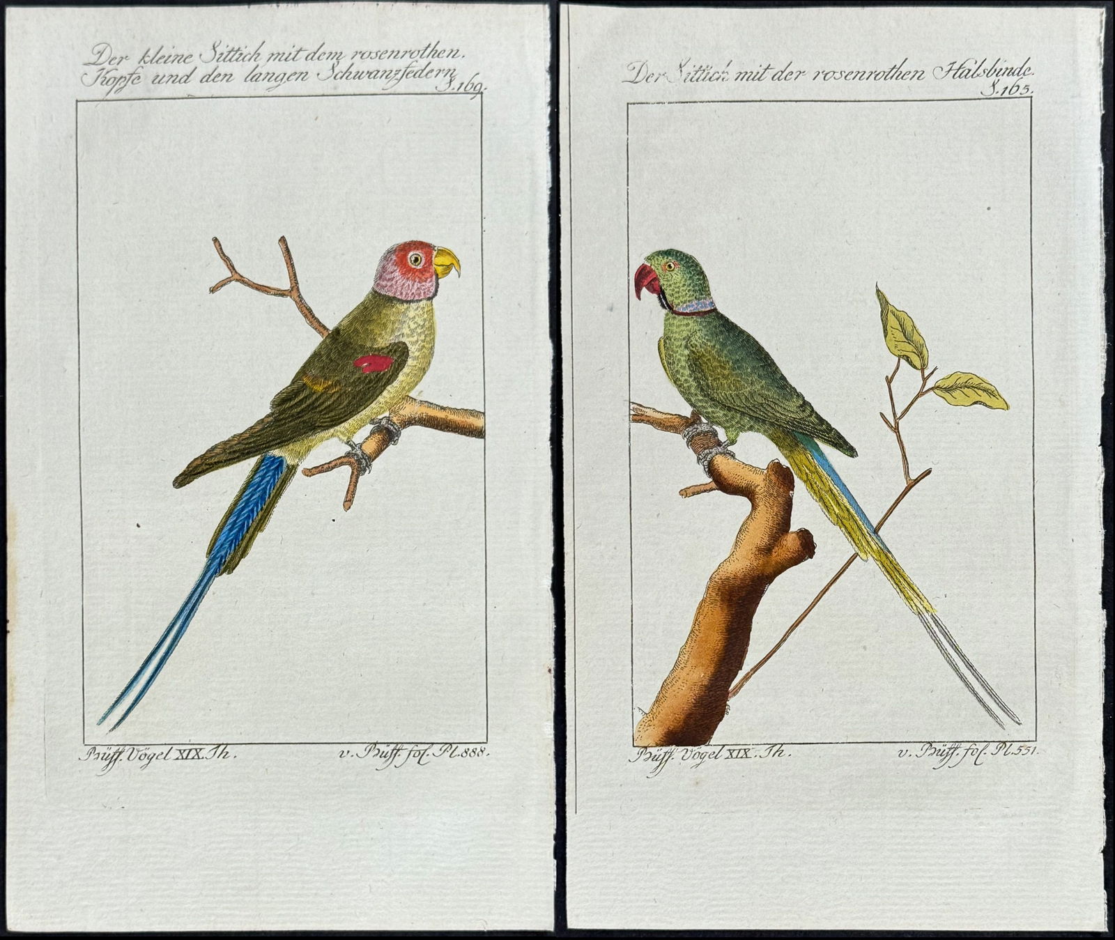 Buffon - 4 Parrot Engravings (1 of 5)