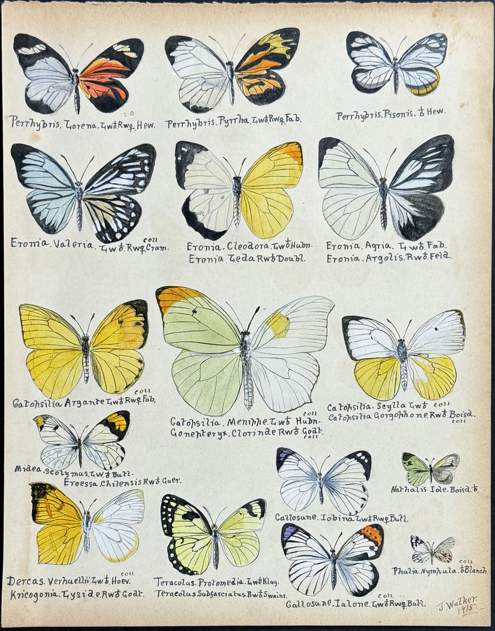 Walker - Original Watercolor of Butterflies or Moths: This rich original watercolor is of butterflies or moths. It's from a watercolor album done by James John Walker titled Exotic Butterflies Drawn and Coloured from ?.Specimens in own collection. They w