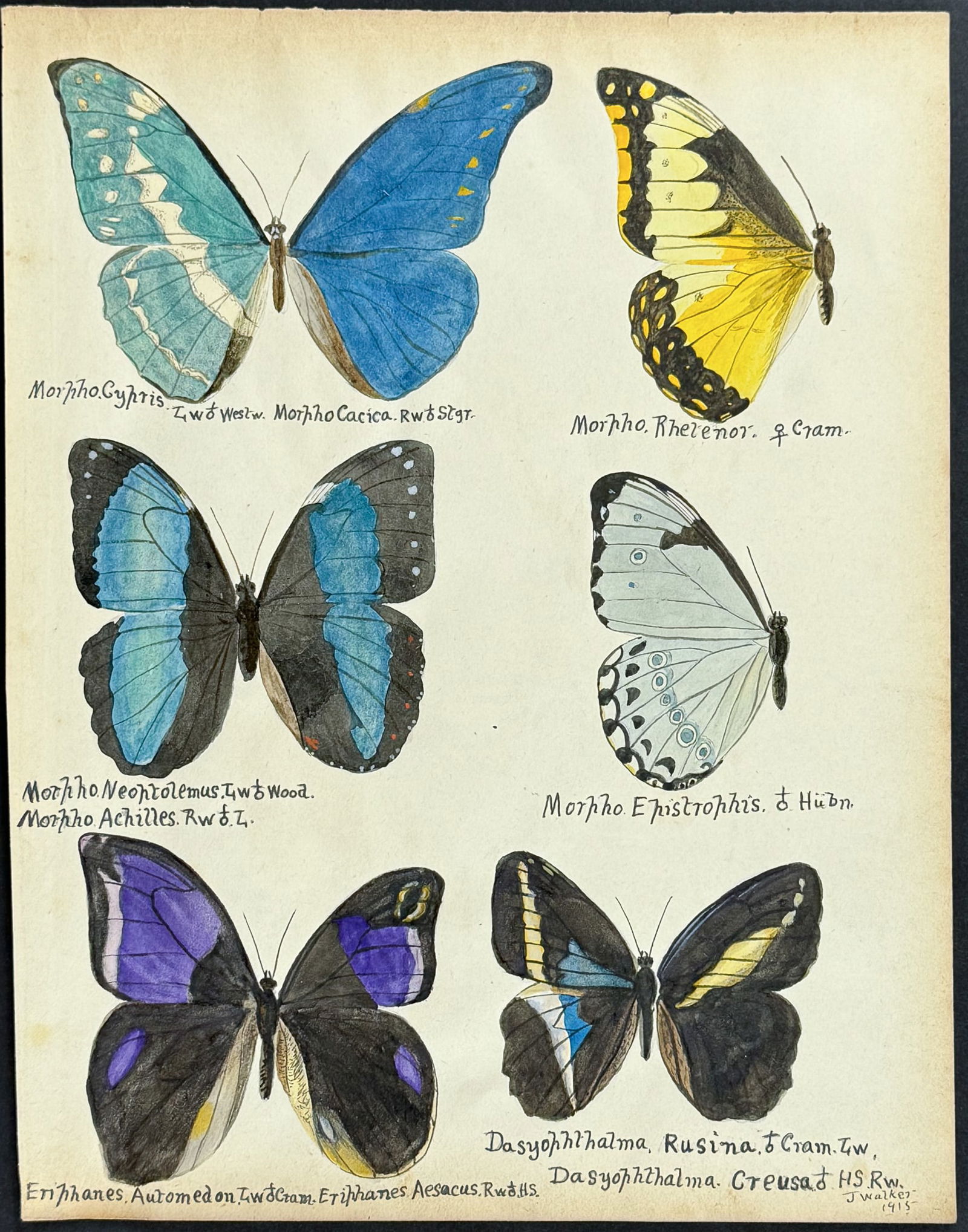 Walker - Original Watercolor of Butterflies or Moths: This rich original watercolor is of butterflies or moths. It's from a watercolor album done by James John Walker titled Exotic Butterflies Drawn and Coloured from ?.Specimens in own collection. They w