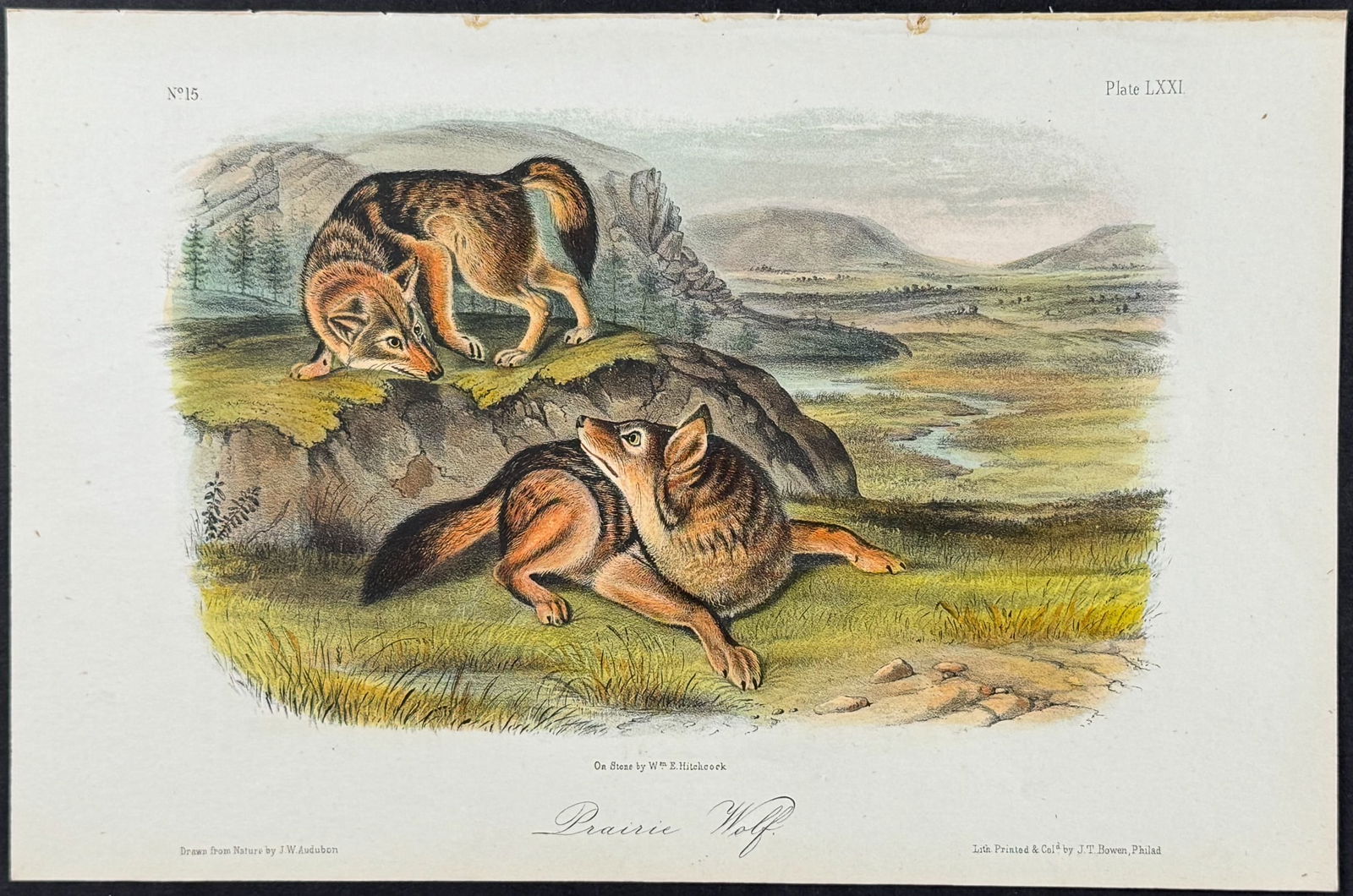 Audubon - Prairie Wolf. 71 (1 of 1)