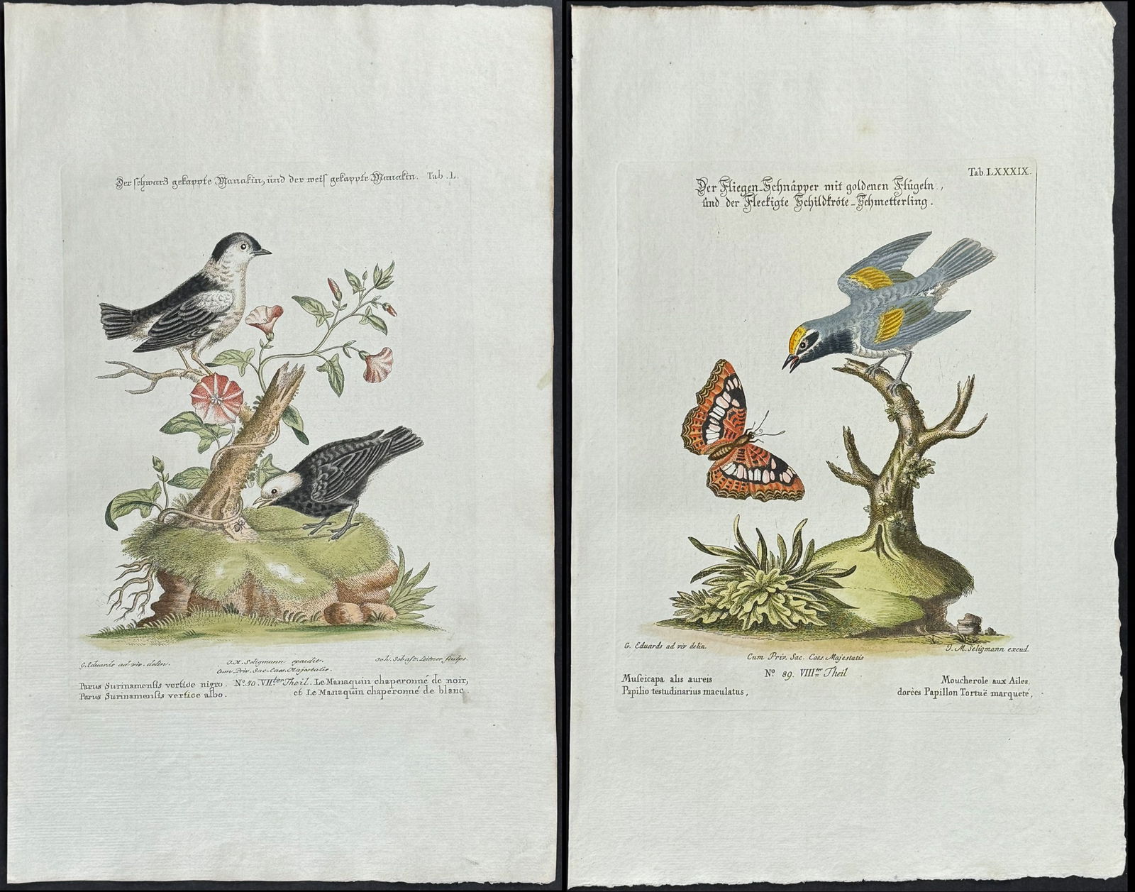 Edwards & Seligmann - 6 Bird Engravings: Johann Seligmann created this wonderful folio work featuring the art of both George Edwards and Mark Catesby. Entitled Sammlung verschiedener auslandischer und seltener Vogel, the rare work features b
