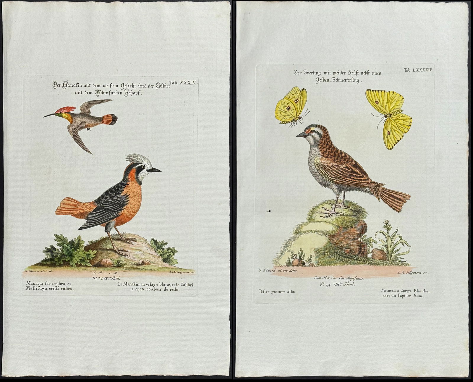 Edwards & Seligmann - 5 Bird Engravings: Johann Seligmann created this wonderful folio work featuring the art of both George Edwards and Mark Catesby. Entitled Sammlung verschiedener auslandischer und seltener Vogel, the rare work features b