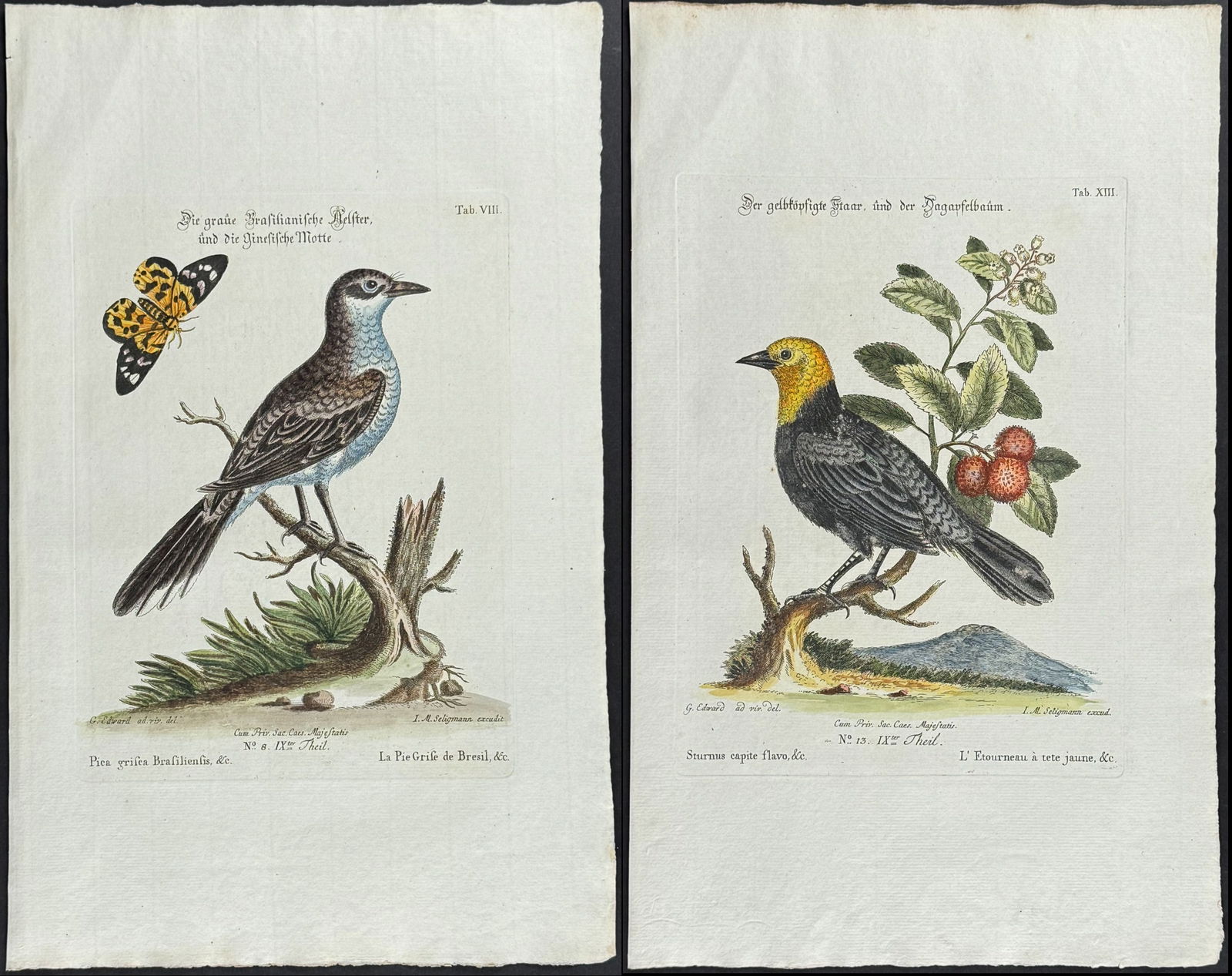 Edwards & Seligmann - 6 Bird Engravings: Johann Seligmann created this wonderful folio work featuring the art of both George Edwards and Mark Catesby. Entitled Sammlung verschiedener auslandischer und seltener Vogel, the rare work features b