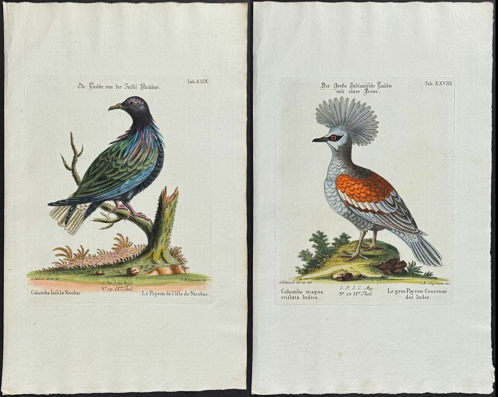 Edwards & Seligmann - Pair of Pigeon Engravings: Johann Seligmann created this wonderful folio work featuring the art of both George Edwards and Mark Catesby. Entitled Sammlung verschiedener auslandischer und seltener Vogel, the rare work features b