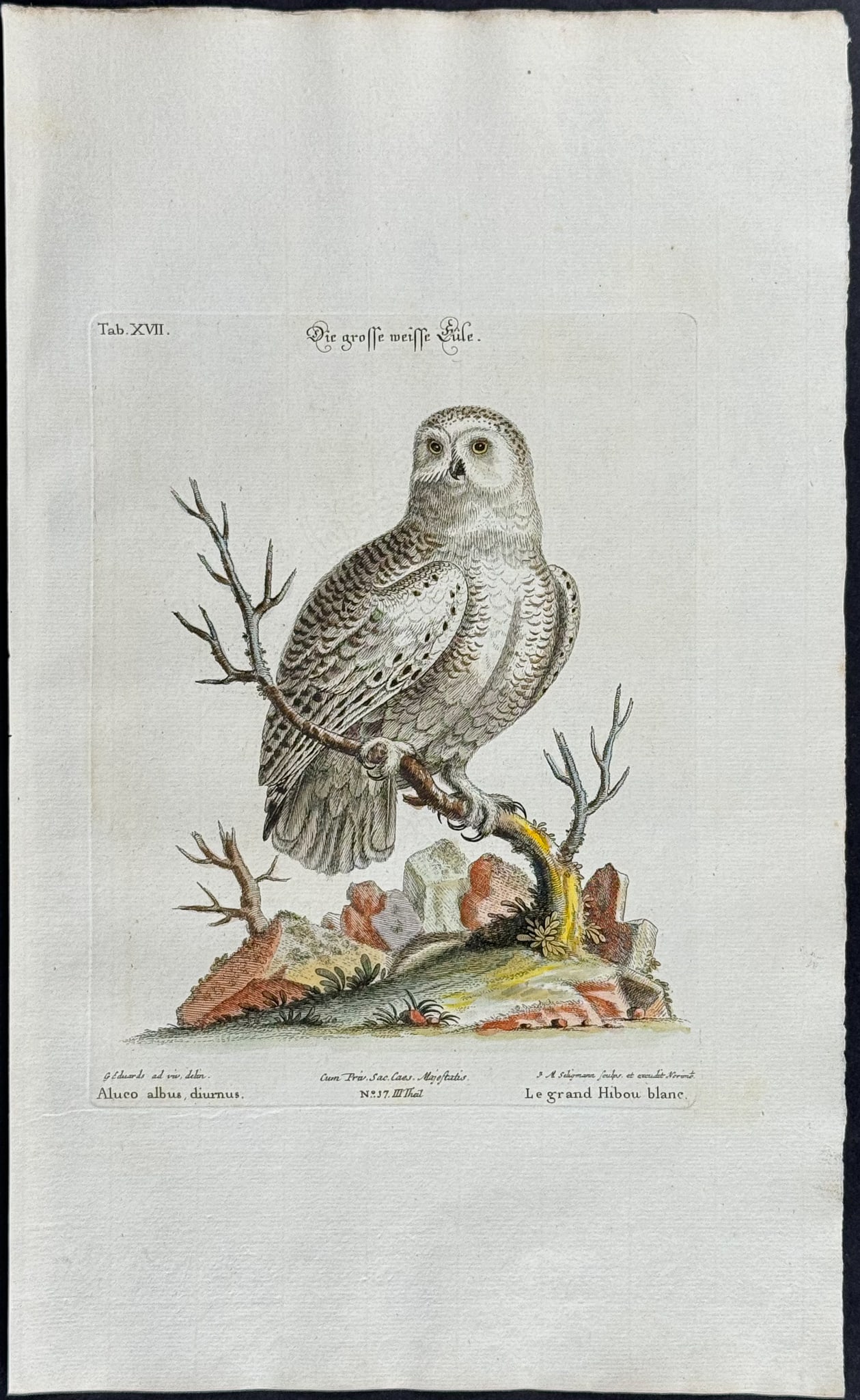 Edwards & Seligmann - Snowy Owl. 17: Johann Seligmann created this wonderful folio work featuring the art of both George Edwards and Mark Catesby. Entitled Sammlung verschiedener auslandischer und seltener Vogel, the rare work features b