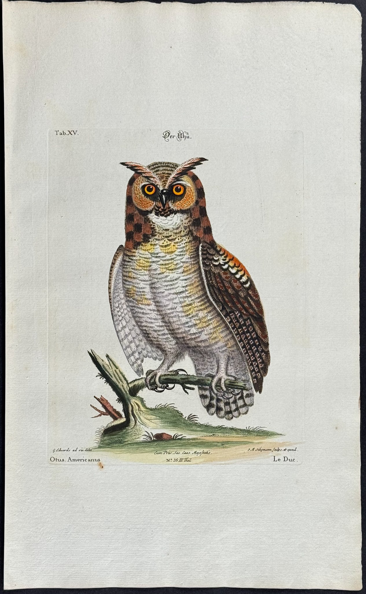 Edwards & Seligmann - Owl. 15: Johann Seligmann created this wonderful folio work featuring the art of both George Edwards and Mark Catesby. Entitled Sammlung verschiedener auslandischer und seltener Vogel, the rare work features b