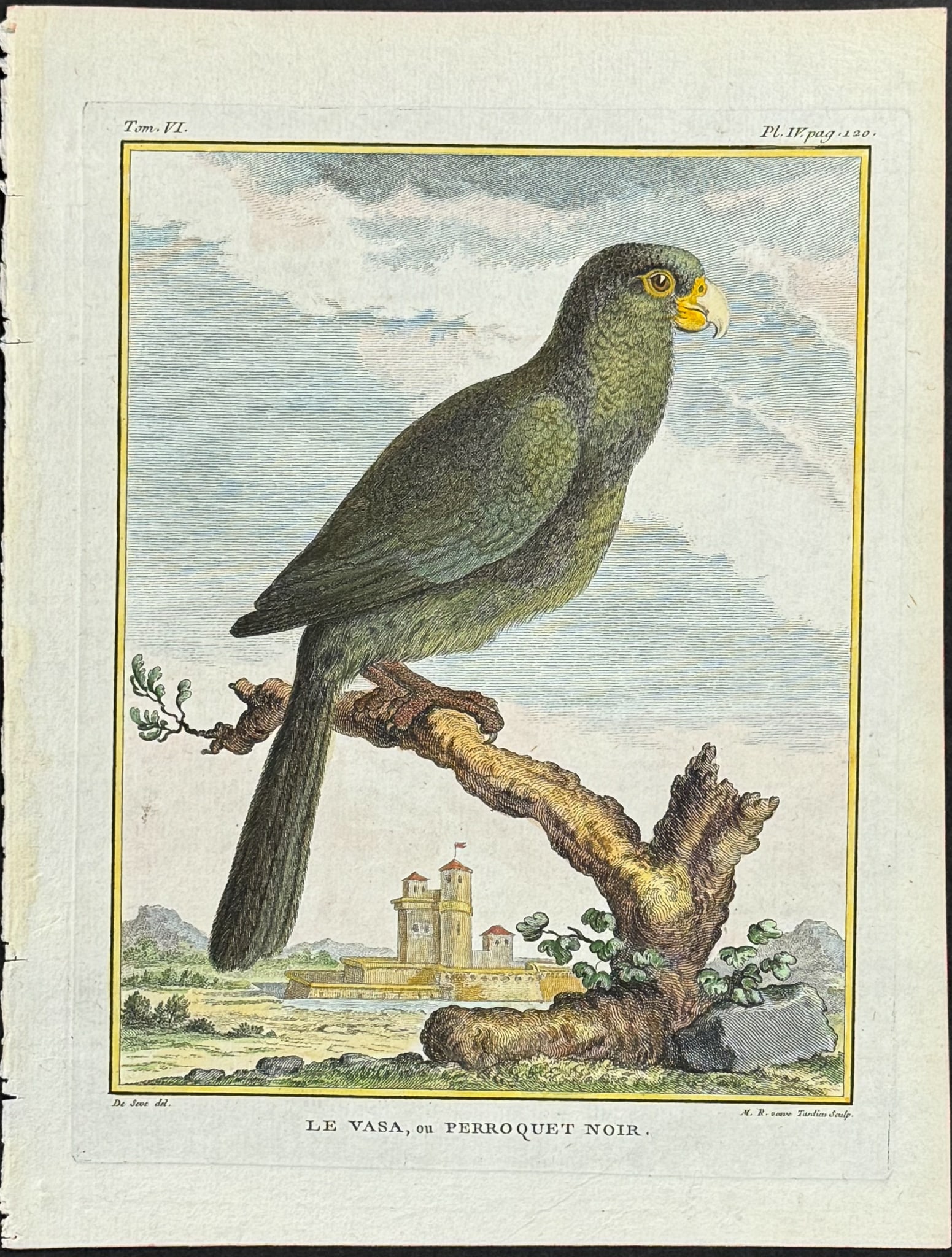 Buffon - Parrot. 4 (1 of 1)