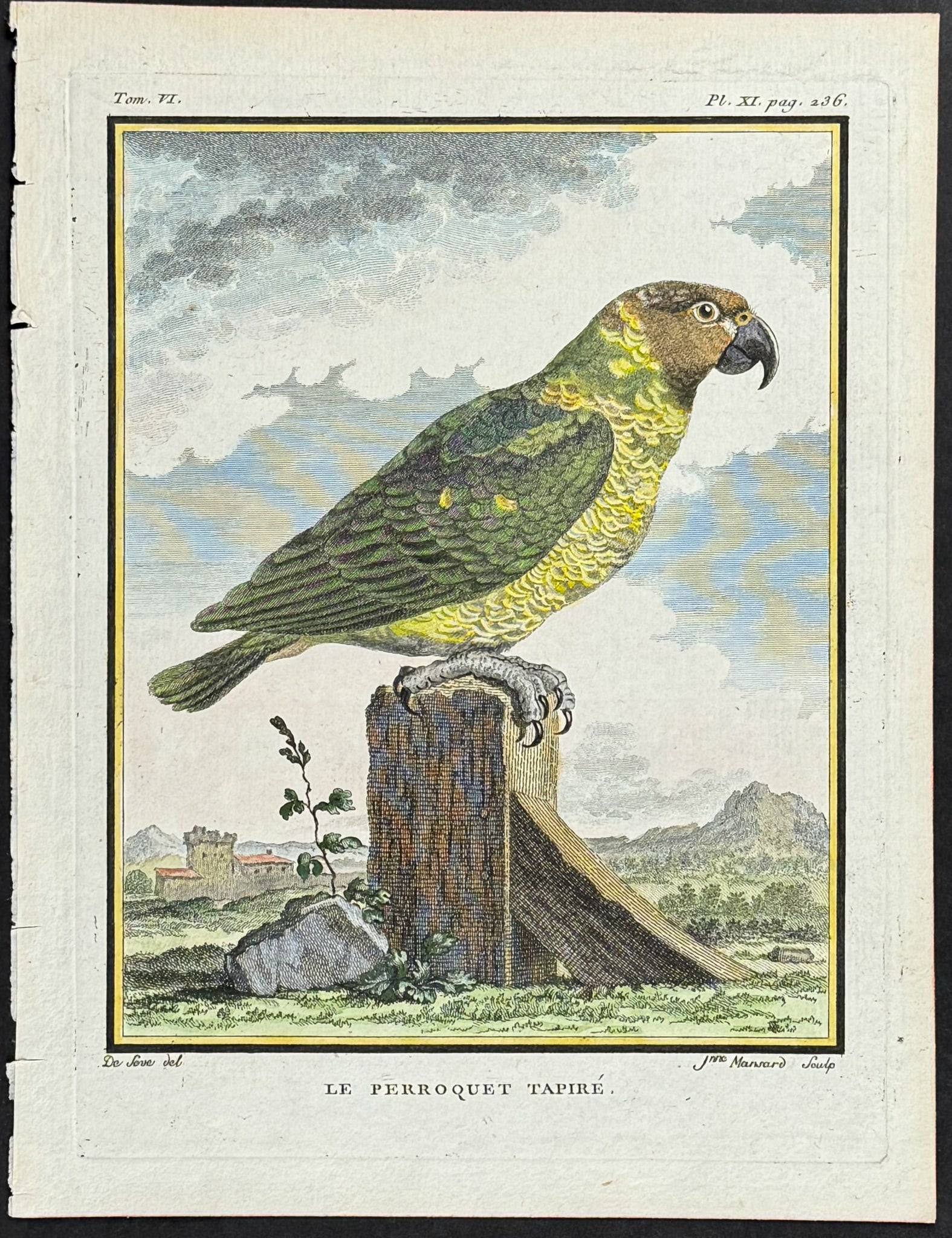 Buffon - Parrot. 11 (1 of 1)