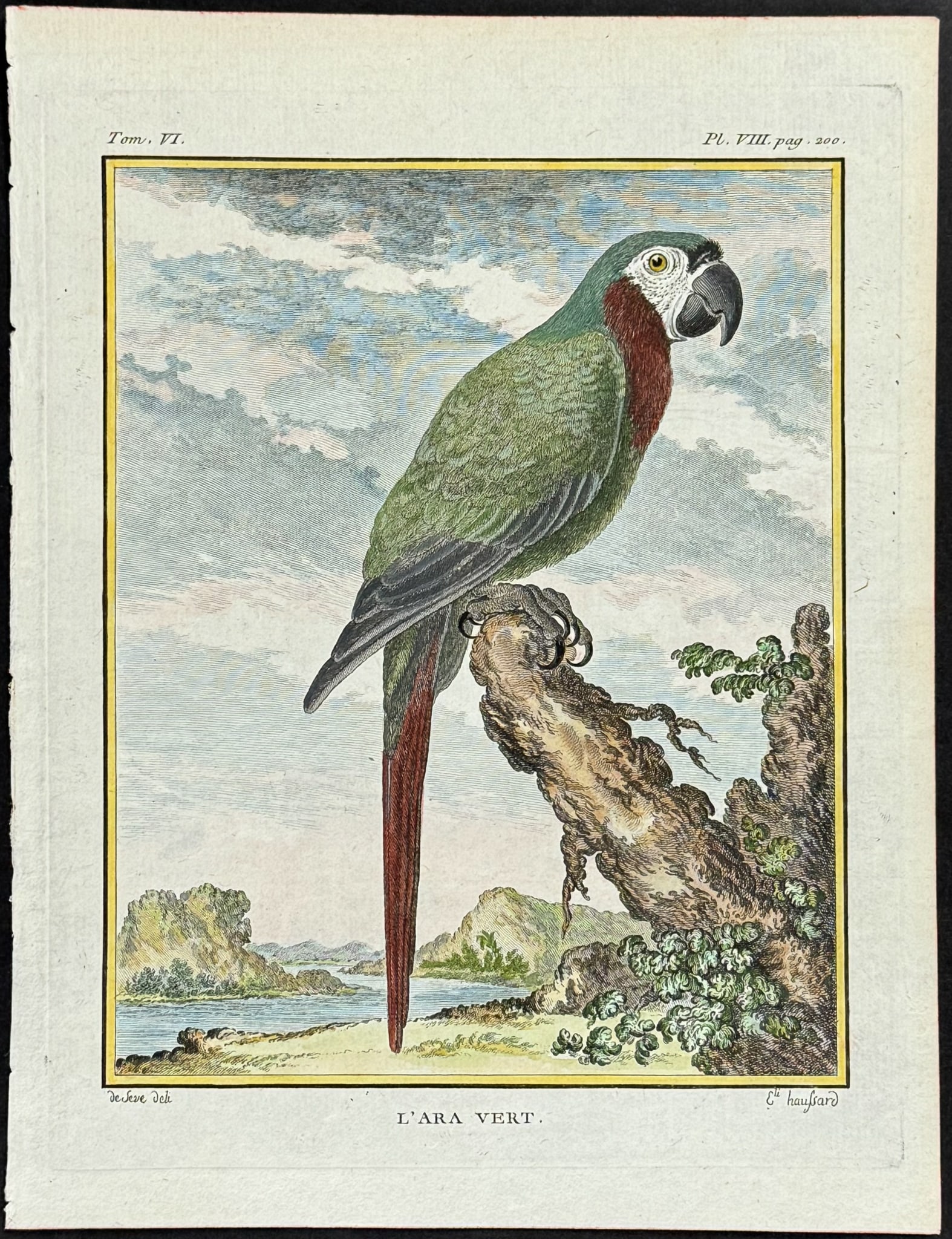 Buffon - Chestnut-fronted Macaw. 8 (1 of 1)