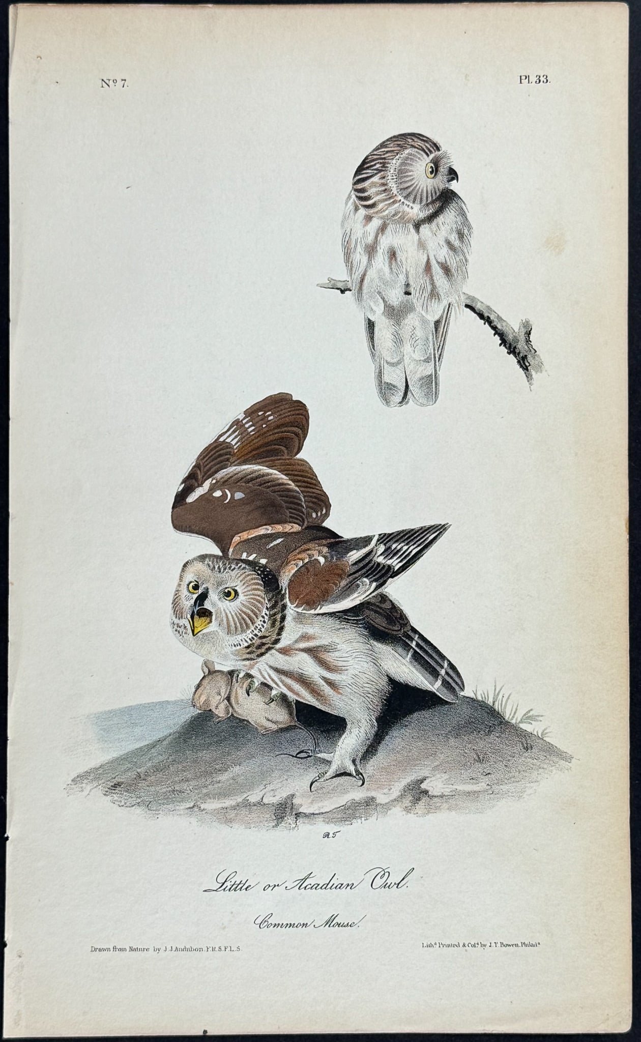 Audubon - Little or Acadian Owl. 33 (1 of 1)