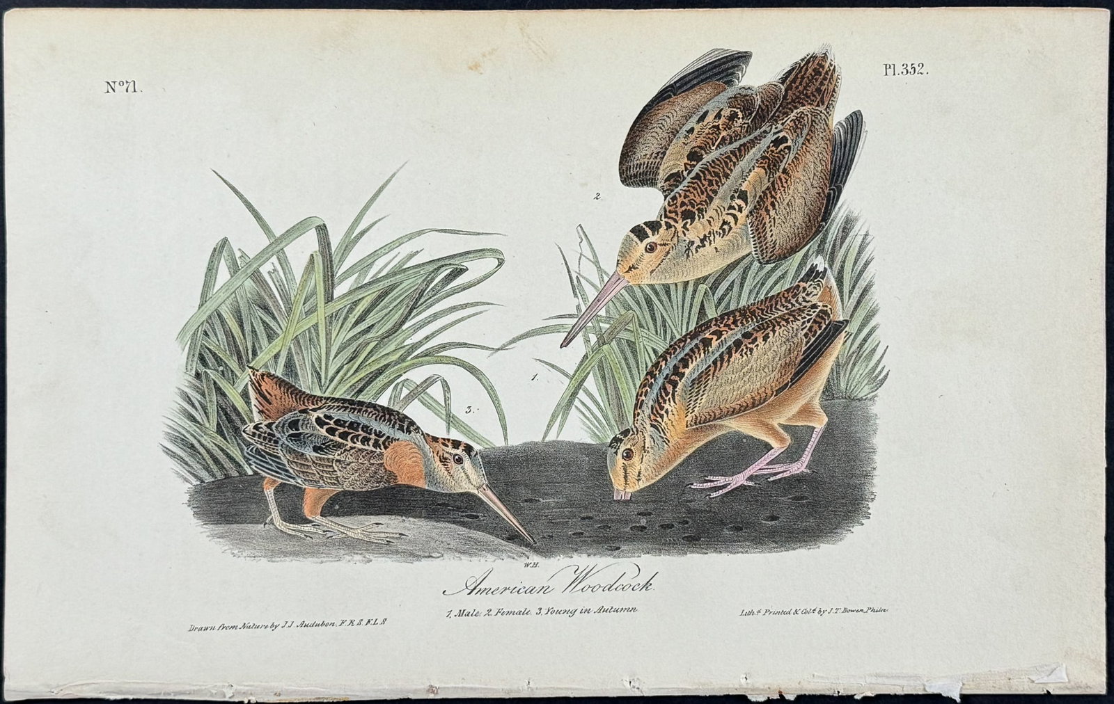 Audubon - American Woodcock. 352: This hand-colored lithograph comes from John James Audubon's first octavo edition of Birds of America published from 1840 to 1844. The work was completed under the direct supervision of J. J. Audubon.