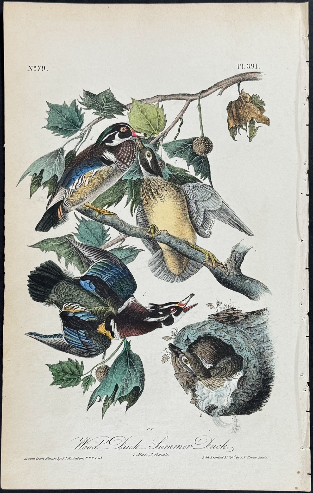 Audubon - Wood Duck or Summer Duck. 391 (1 of 1)