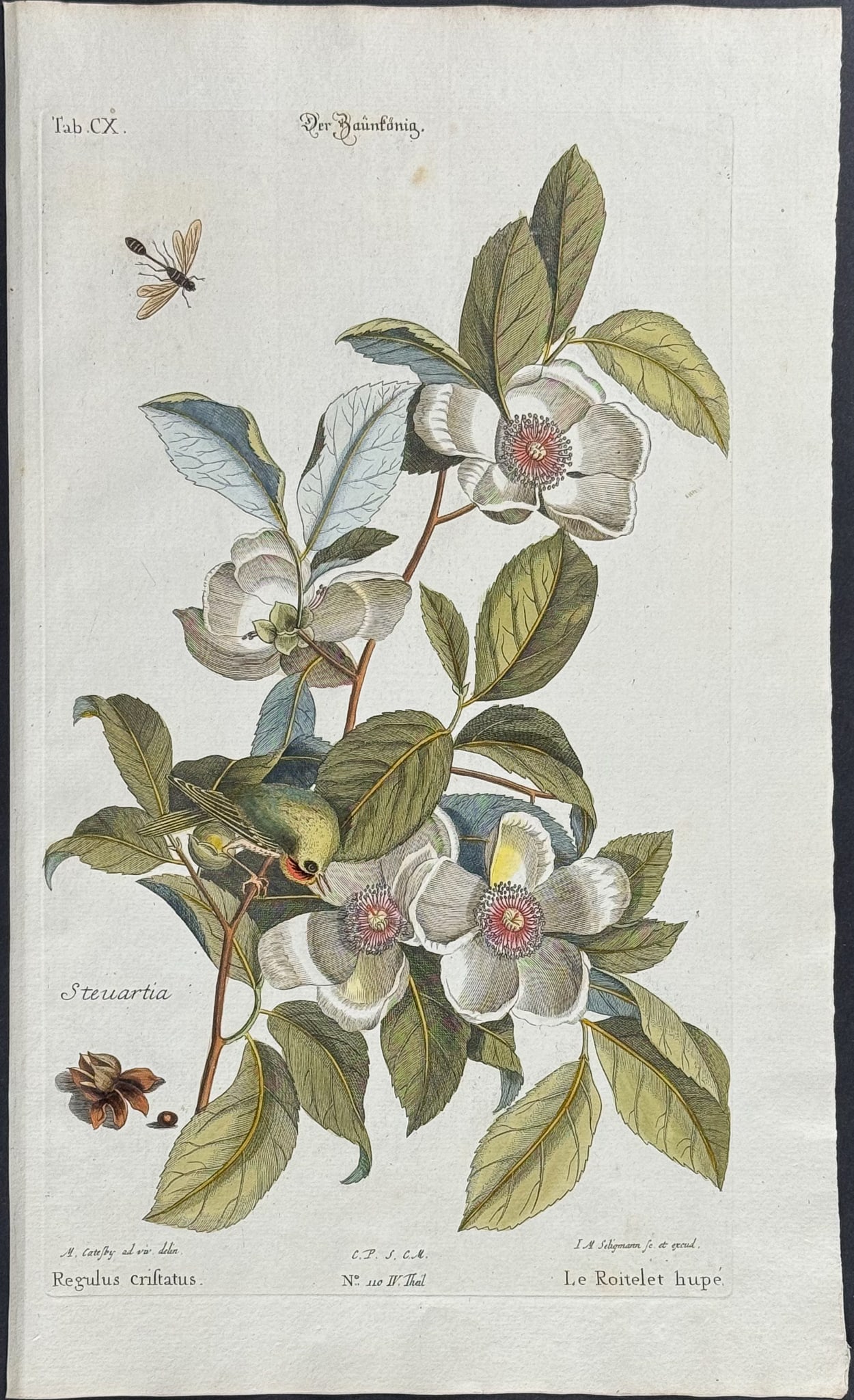 Catesby & Seligmann - Golden-Crowned Kinglet with Silky Camellia. 110: Johann Seligmann created this wonderful folio work featuring the art of both George Edwards and Mark Catesby. Entitled Sammlung verschiedener auslandischer und seltener Vogel, the rare work features b