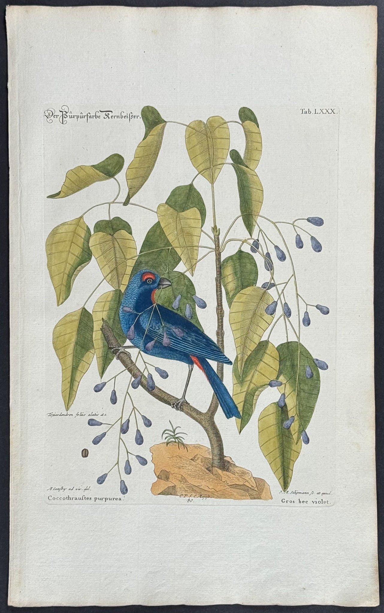 Catesby & Seligmann - Purple Grosbeak. 80: Johann Seligmann created this wonderful folio work featuring the art of both George Edwards and Mark Catesby. Entitled Sammlung verschiedener auslandischer und seltener Vogel, the rare work features b