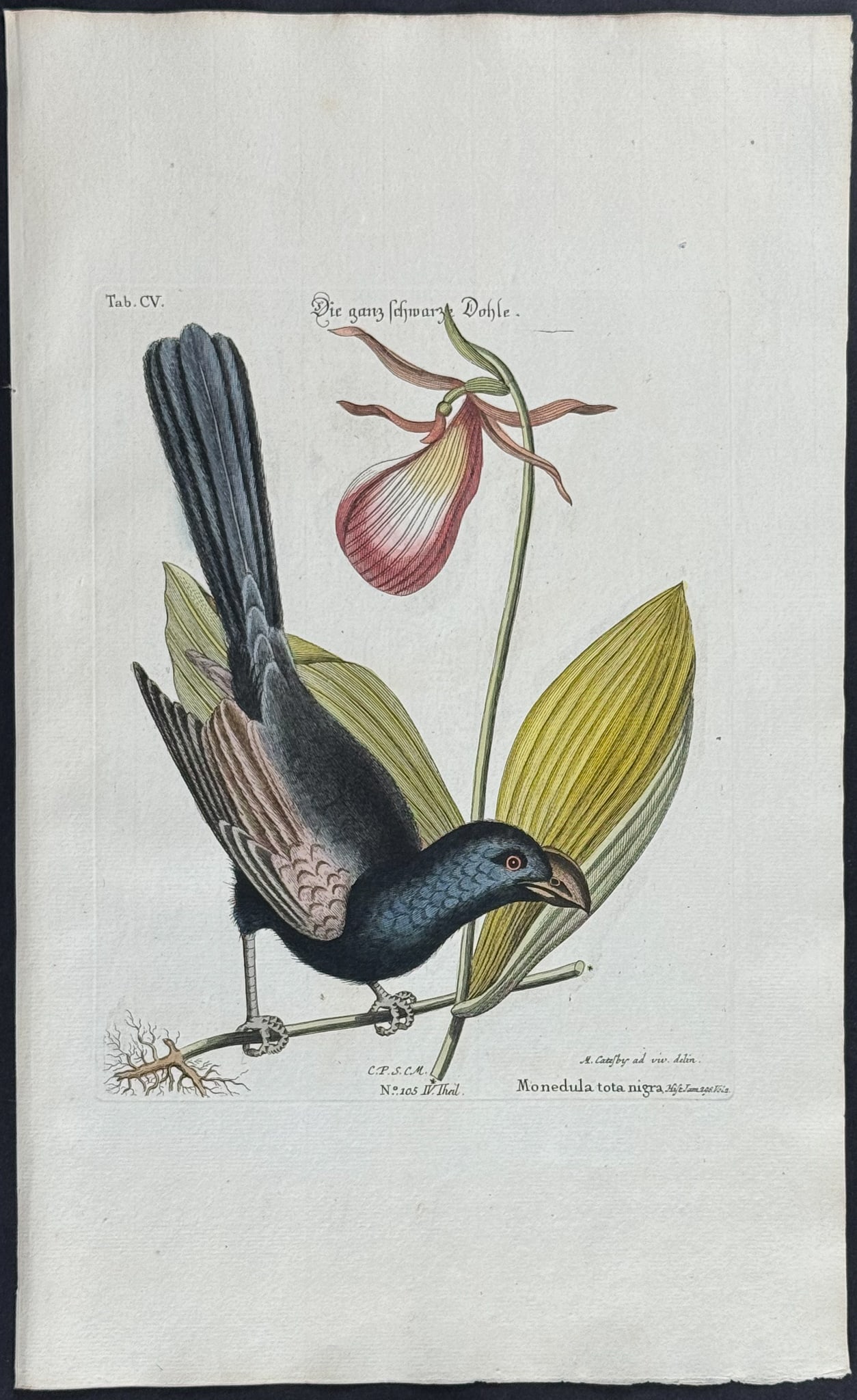 Catesby & Seligmann - Razor-Billed Black-Bird of Jamaica (Rain Crow) w/ Stemless Lady Slipper. 105: Johann Seligmann created this wonderful folio work featuring the art of both George Edwards and Mark Catesby. Entitled Sammlung verschiedener auslandischer und seltener Vogel, the rare work features b