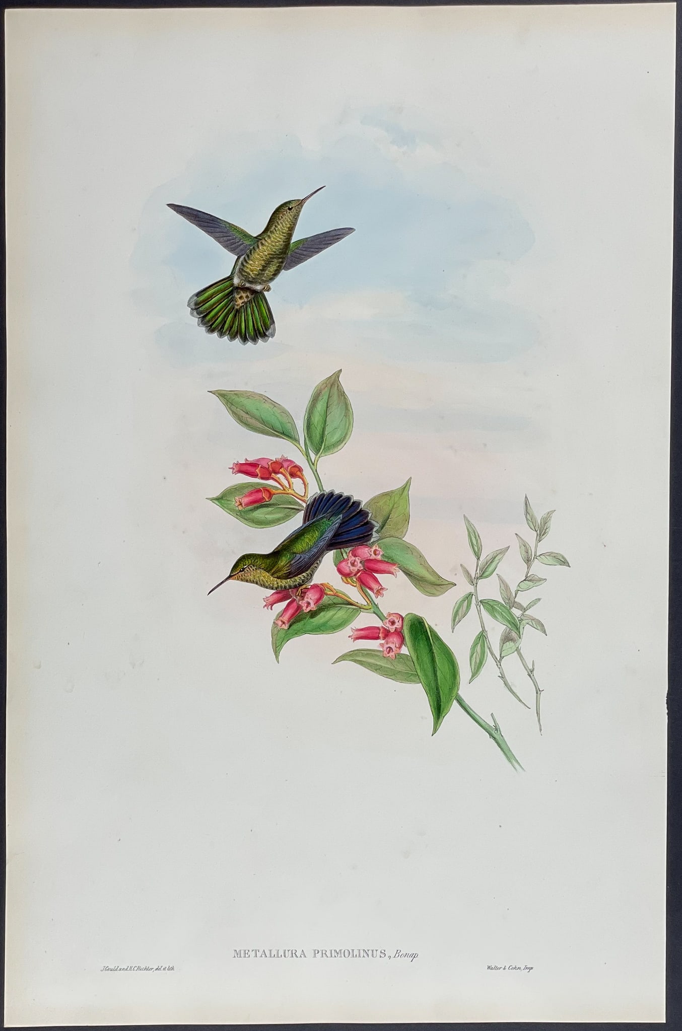 Gould - Primoli's Hummingbird: This remarkable ornithology lithograph with hand-finished color is from the esteemed John Gould?s Monograph of the Trochilidae, or Family of Hummingbirds published in London between 1849 and 1887. Fam