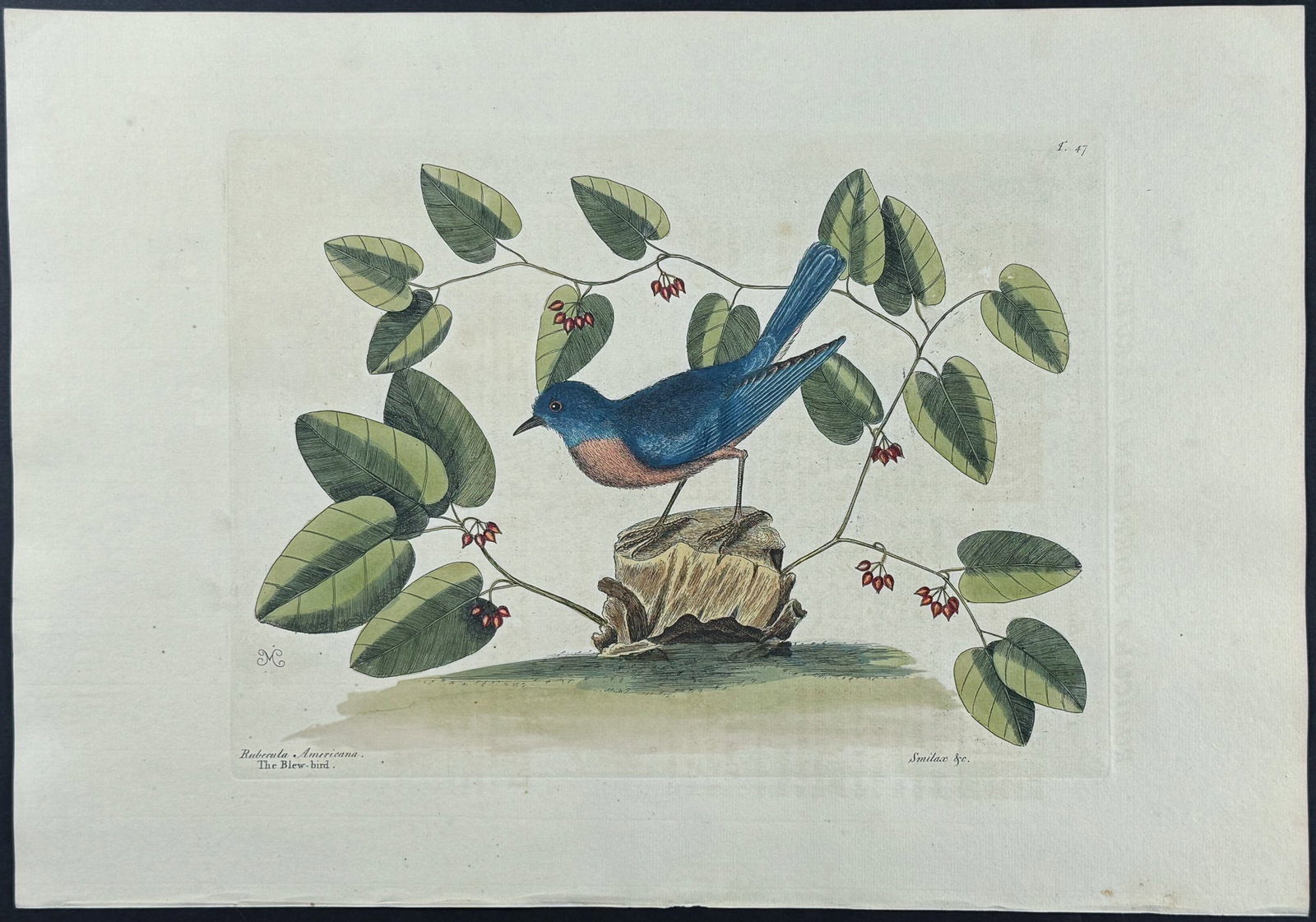 Catesby, Folio - Blue Bird. 1-47: We are pleased to offer this stunning originally hand-colored engraving from Mark Catesby?s The Natural History of Carolina, Florida and the Bahama Islands: Containing the Figures of Birds, Beasts, Fi