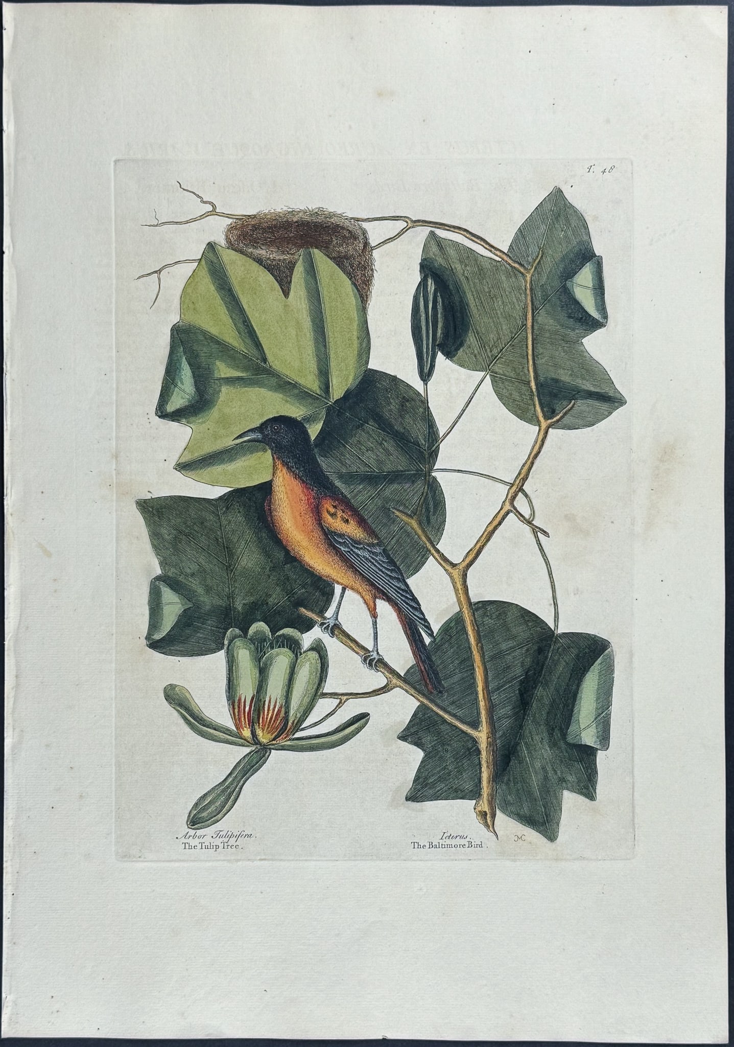 Catesby, Folio - Baltimore Bird (Baltimore Oriole) with Tulip Tree. 1-48: We are pleased to offer this stunning originally hand-colored engraving from Mark Catesby?s The Natural History of Carolina, Florida and the Bahama Islands: Containing the Figures of Birds, Beasts, Fi
