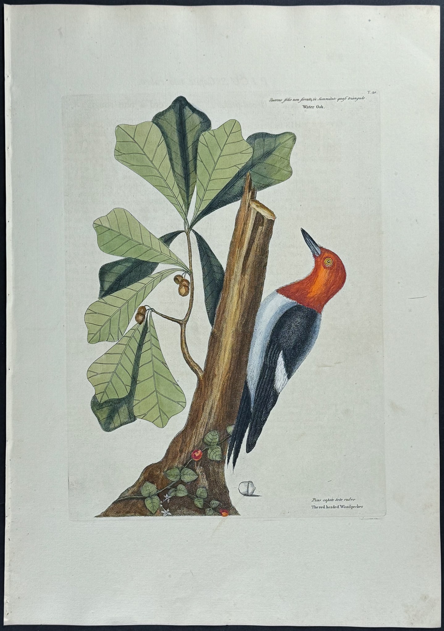 Catesby, Folio - Red-headed Woodpecker with Water Oak. 1-20: We are pleased to offer this stunning originally hand-colored engraving from Mark Catesby?s The Natural History of Carolina, Florida and the Bahama Islands: Containing the Figures of Birds, Beasts, Fi