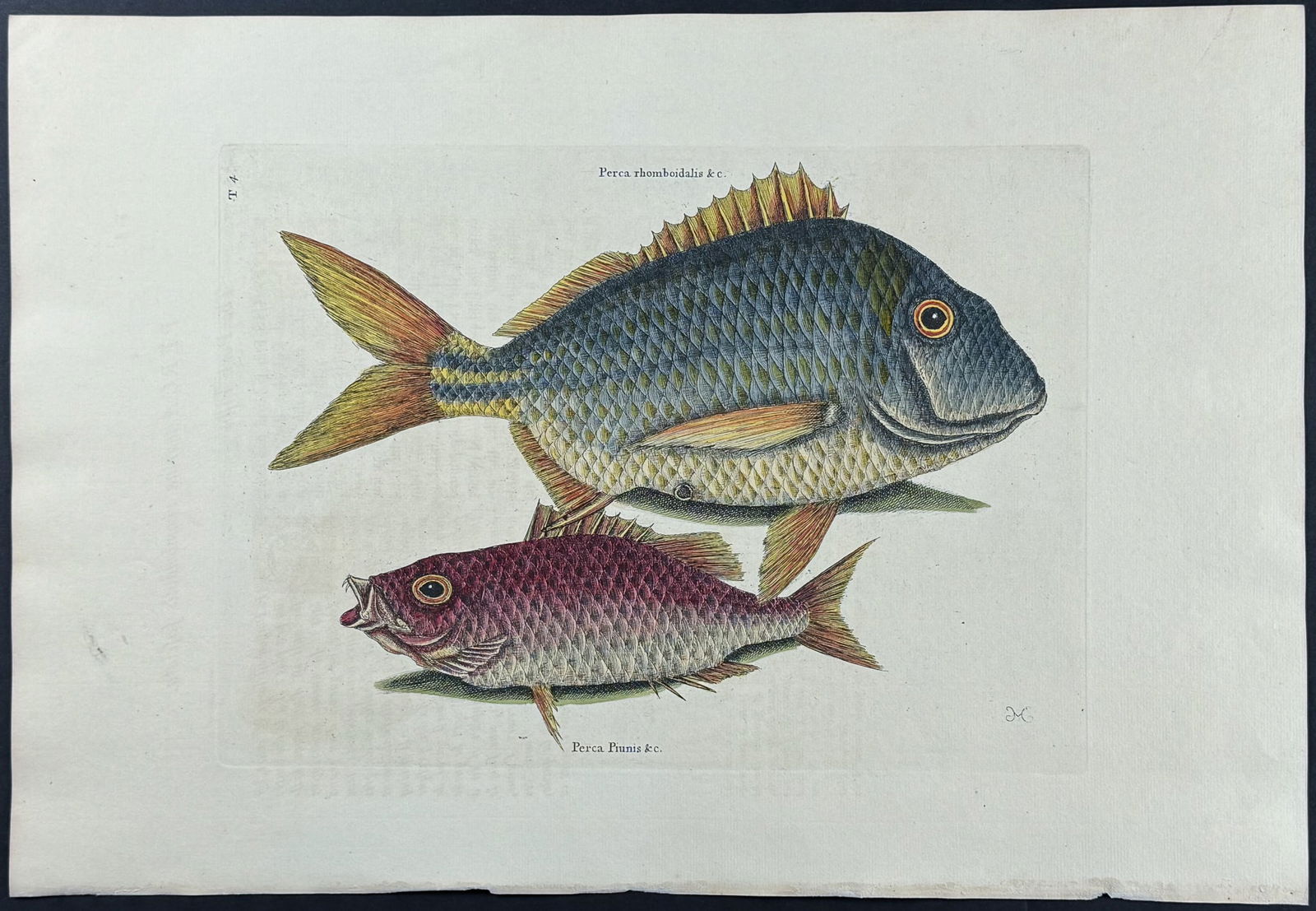 Catesby, Folio - Pork Fish & Schoolmaster. 2-4: We are pleased to offer this stunning originally hand-colored engraving from Mark Catesby?s The Natural History of Carolina, Florida and the Bahama Islands: Containing the Figures of Birds, Beasts, Fi