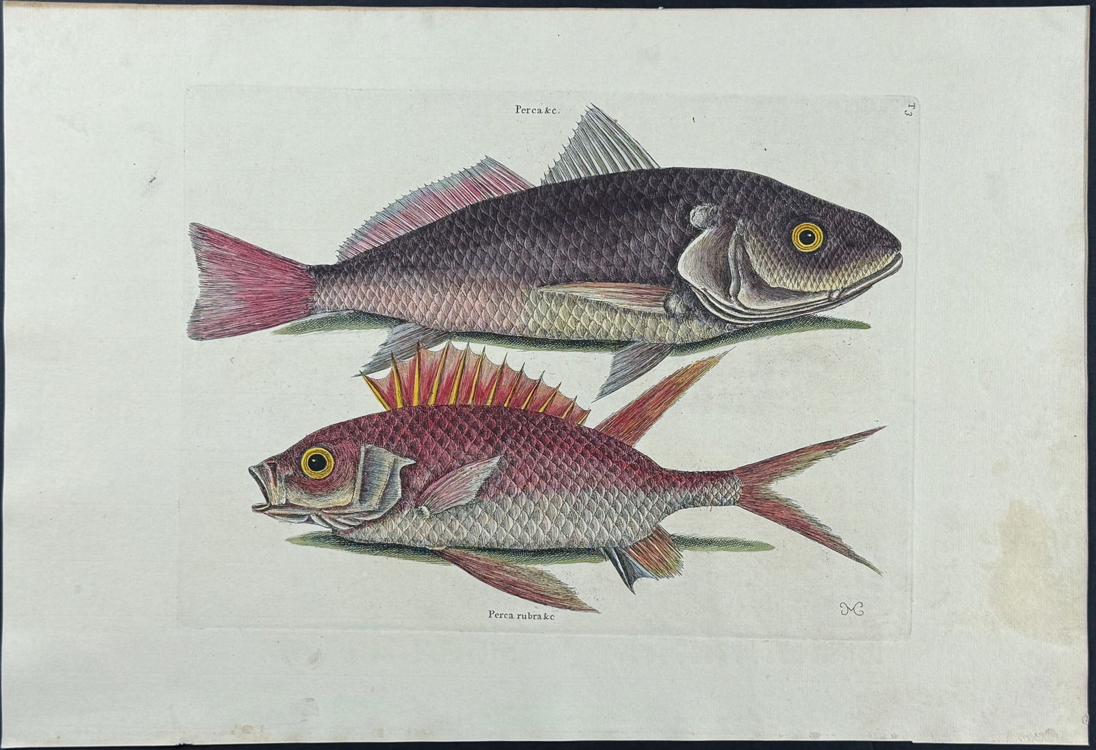 Catesby, Folio - Croker & Squirrel Fish. 2-3: We are pleased to offer this stunning originally hand-colored engraving from Mark Catesby?s The Natural History of Carolina, Florida and the Bahama Islands: Containing the Figures of Birds, Beasts, Fi