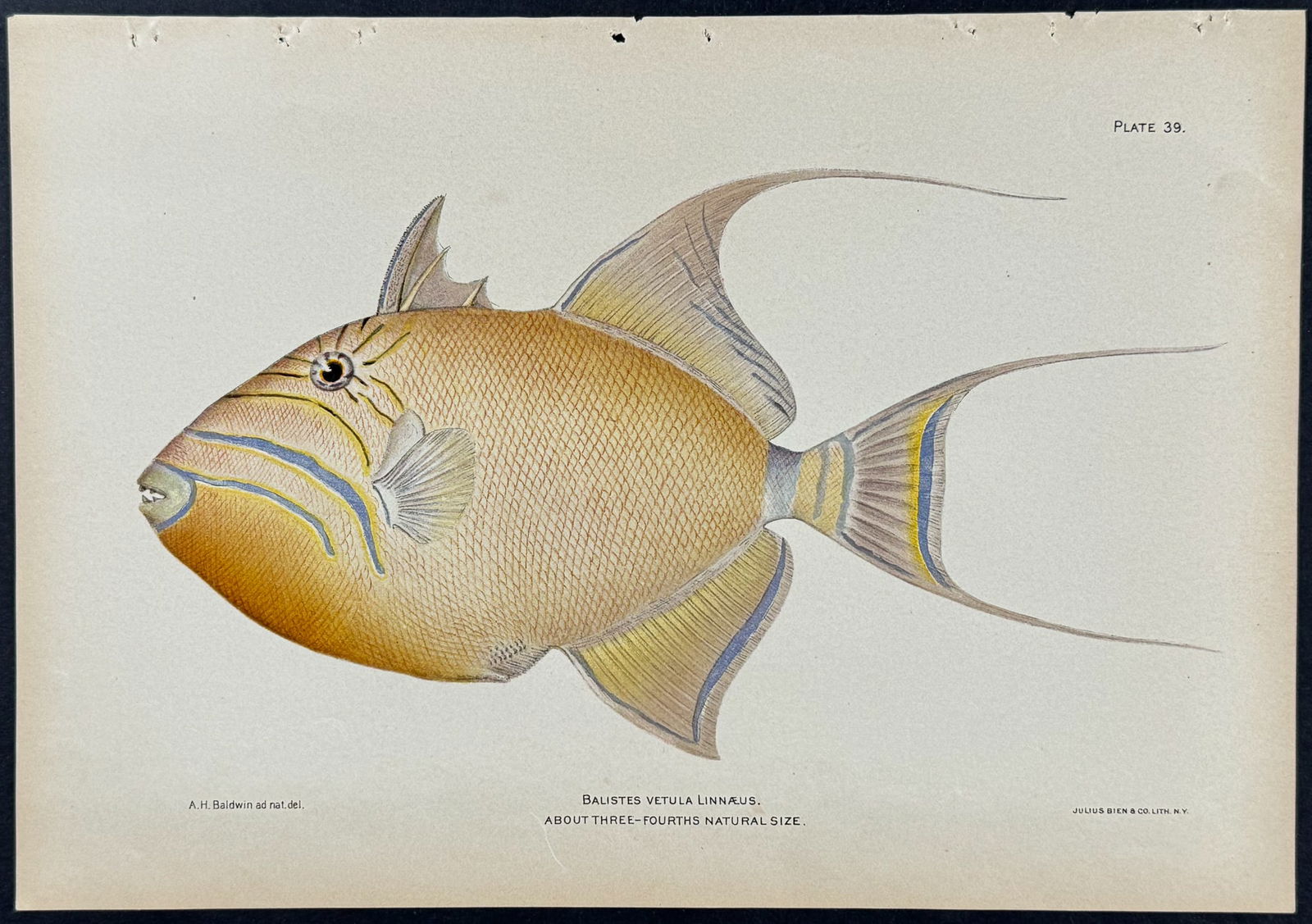 Bien - Fish (Balistes Vetula). 39 (1 of 1)