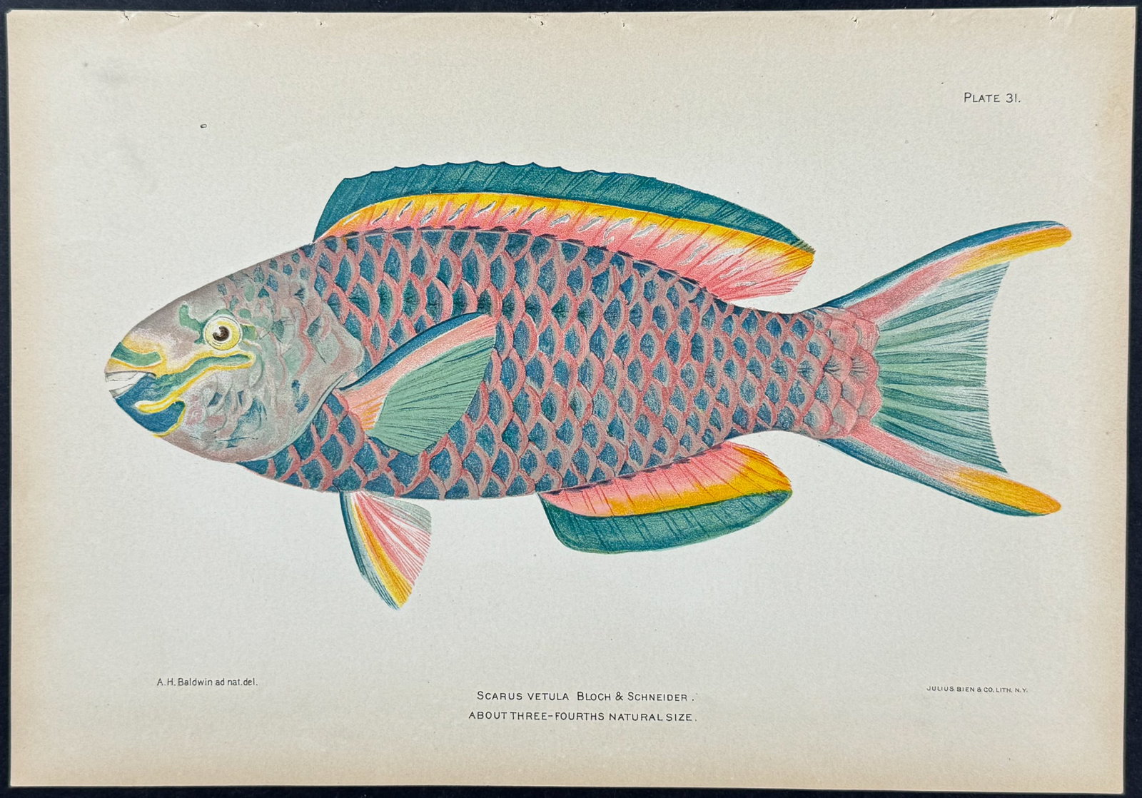 Bien - Parrot-Fish (Scarus Vetula). 31: This colorful fish chromolithograph is from Investigations of the Aquatic Resources and Fisheries of Porto Rico (Puerto Rico). The work was authored by Barton Warren Evermann & the United States Fish 