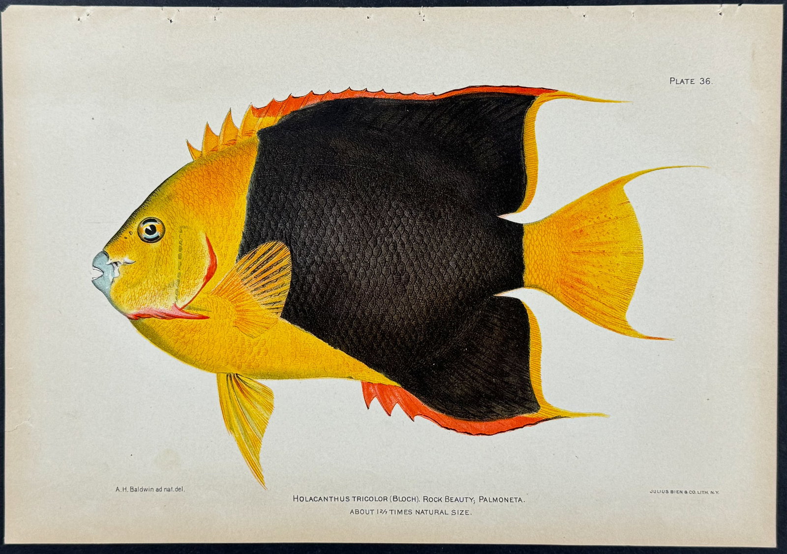 Bien - Rock Beauty. 36: This colorful fish chromolithograph is from Investigations of the Aquatic Resources and Fisheries of Porto Rico (Puerto Rico). The work was authored by Barton Warren Evermann & the United States Fish 