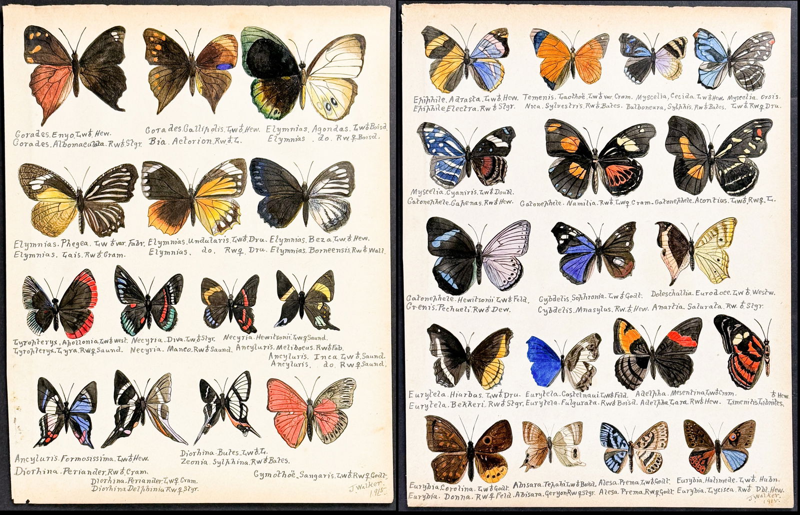 Walker - 4 Original Watercolors of Butterflies or Moths: This rich original watercolor is of butterflies or moths. It's from a watercolor album done by James John Walker titled Exotic Butterflies Drawn and Coloured from ….Specimens in own collection. They