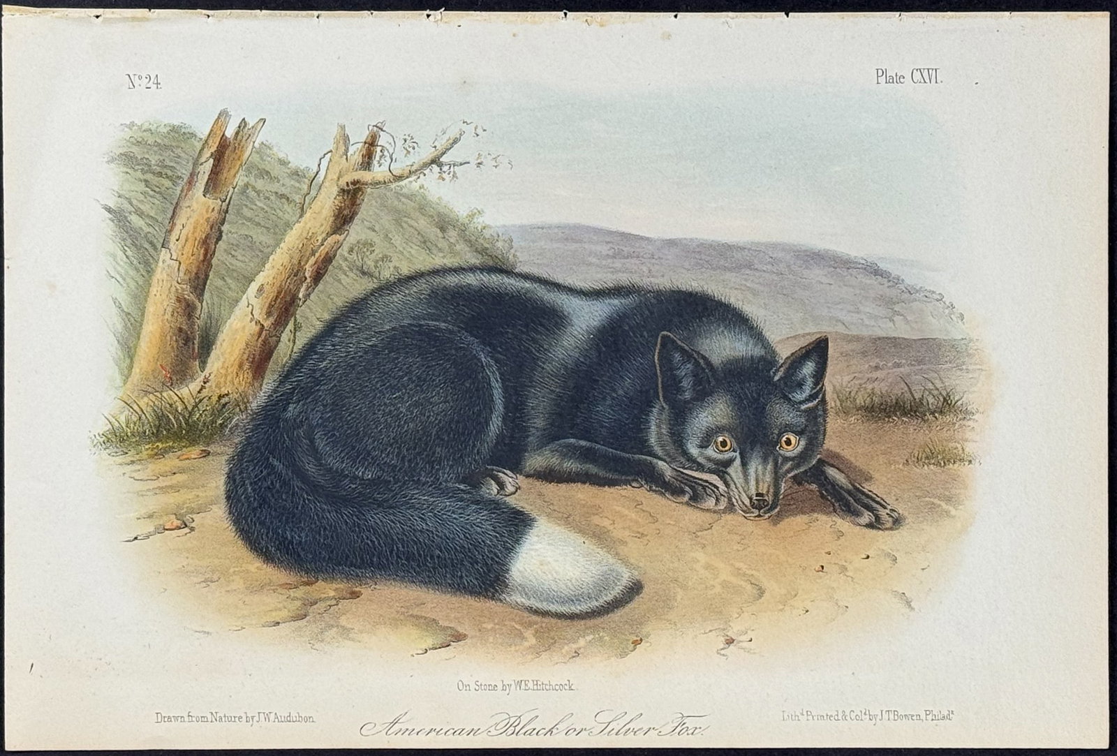 Audubon - American Black or Silver Fox. 116 (1 of 1)